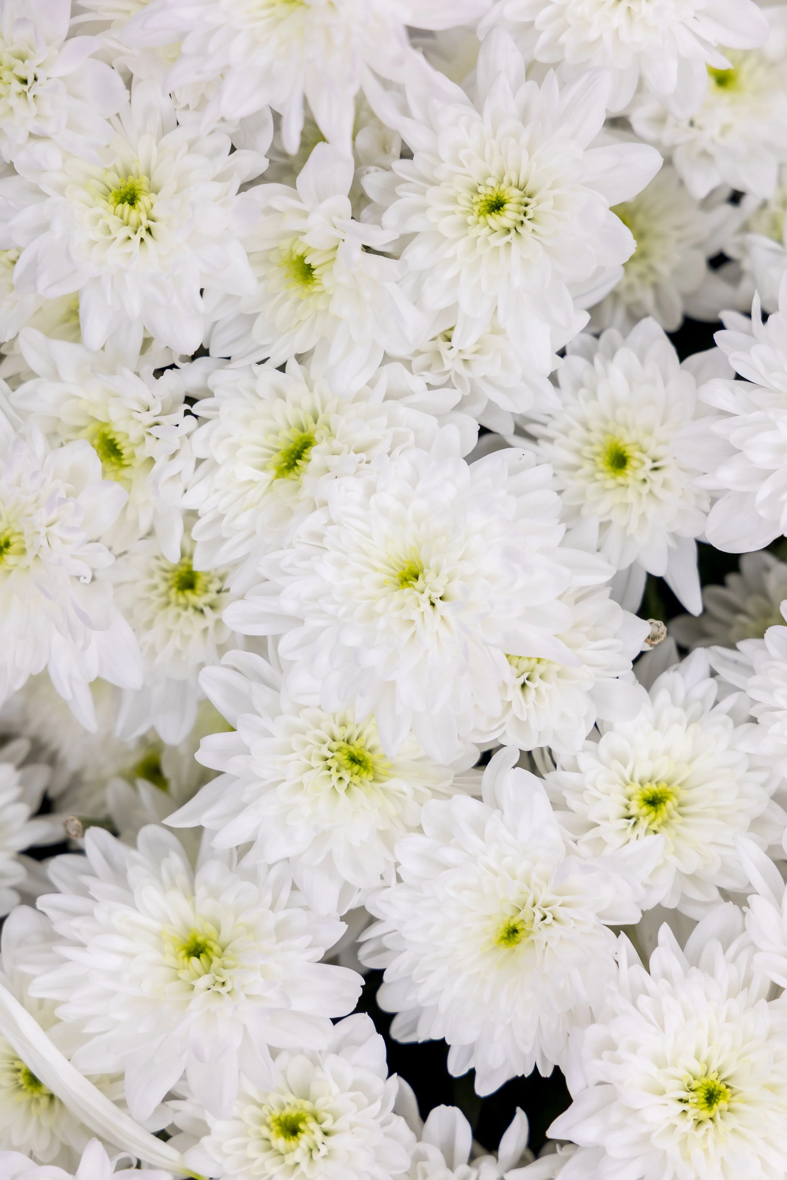 SpaceNK_ChelseaInBloom-4000px-4O0A4749.JPG