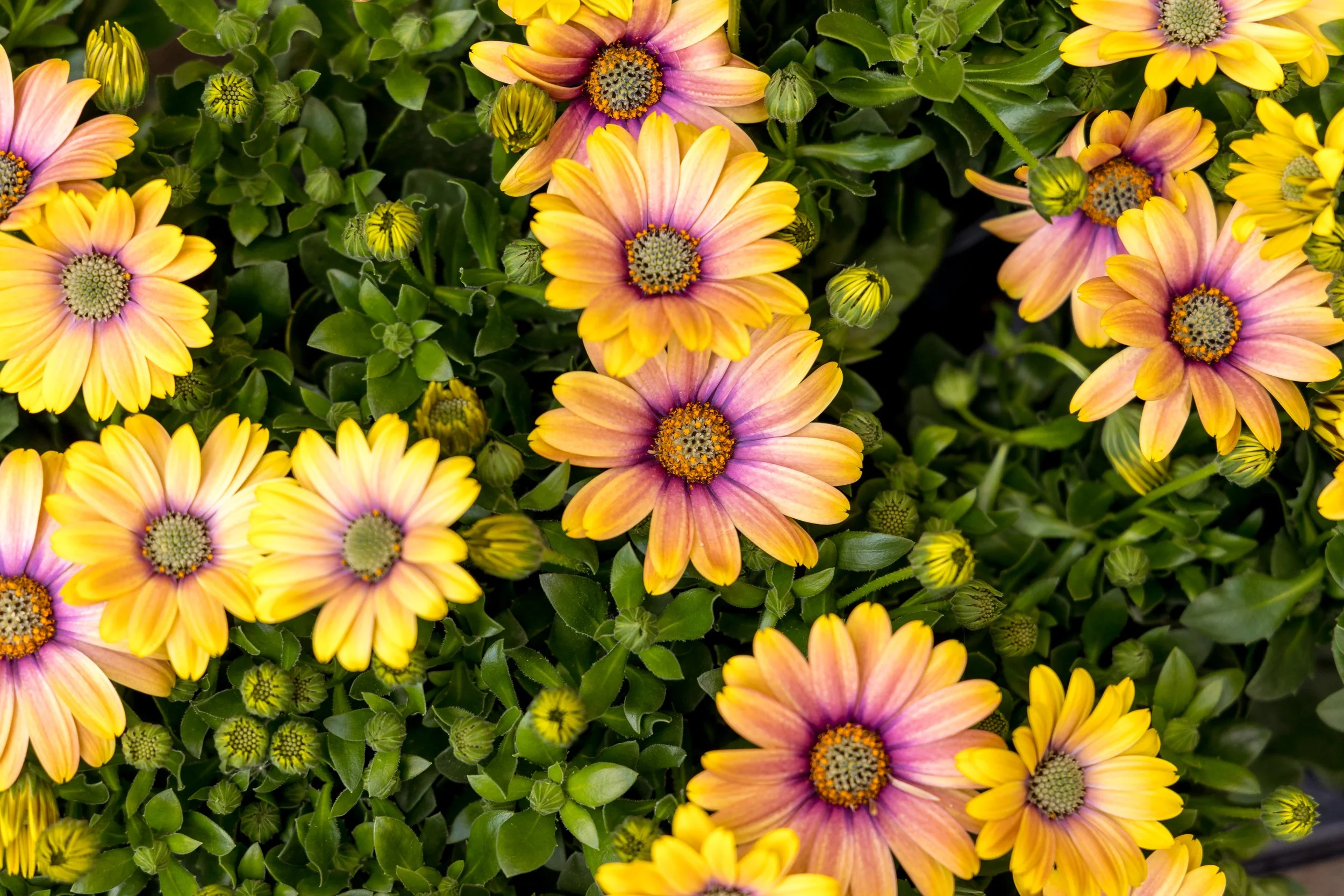 SpaceNK_ChelseaInBloom-4000px-4O0A4780.JPG