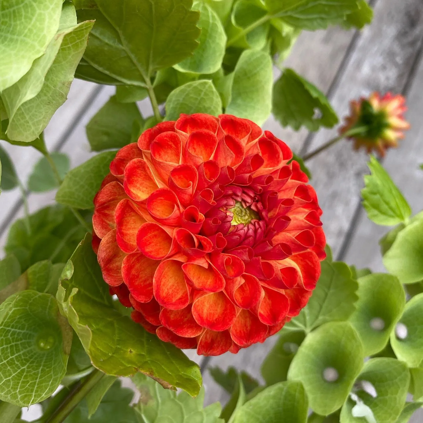 Potter in the Garden