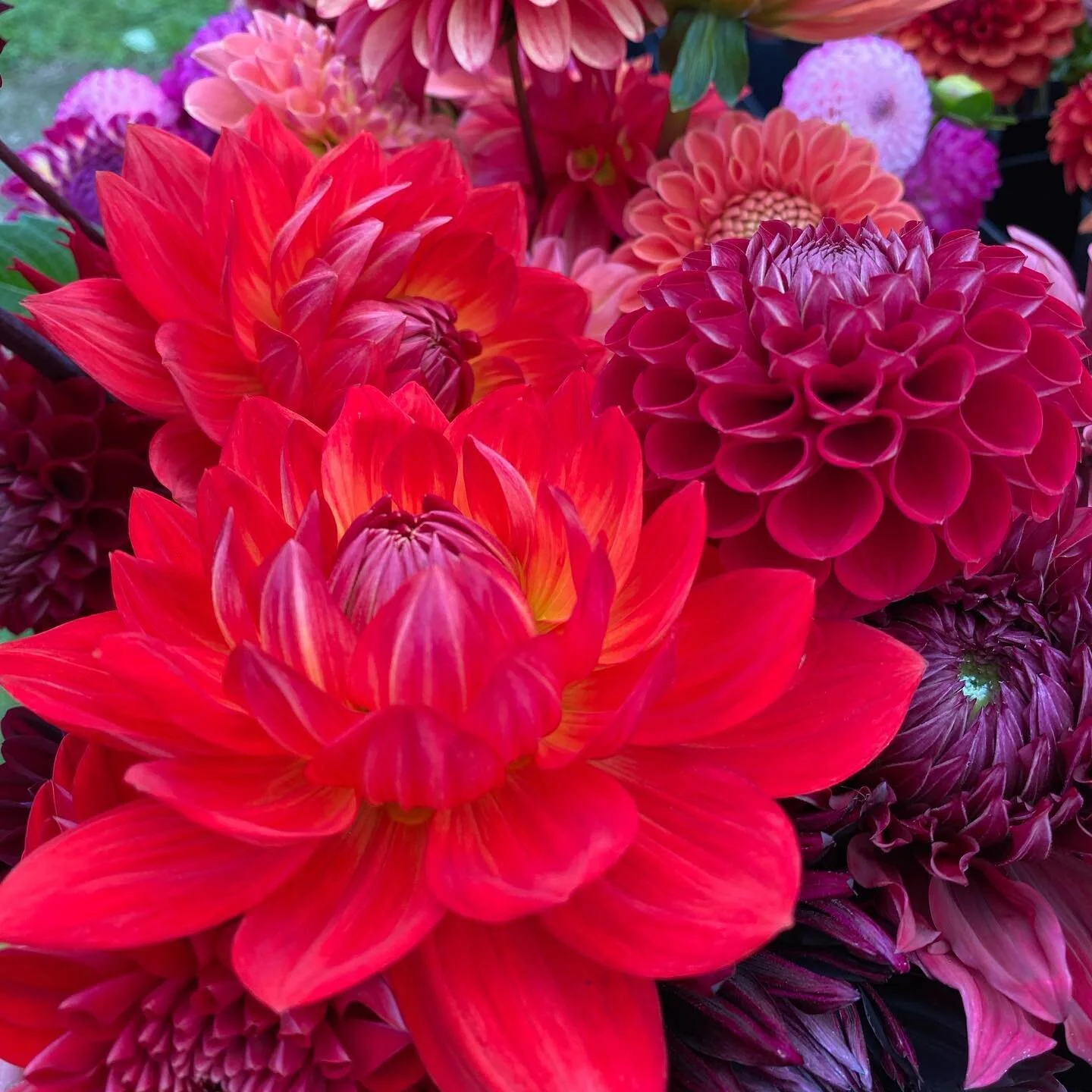 Potter in the Garden