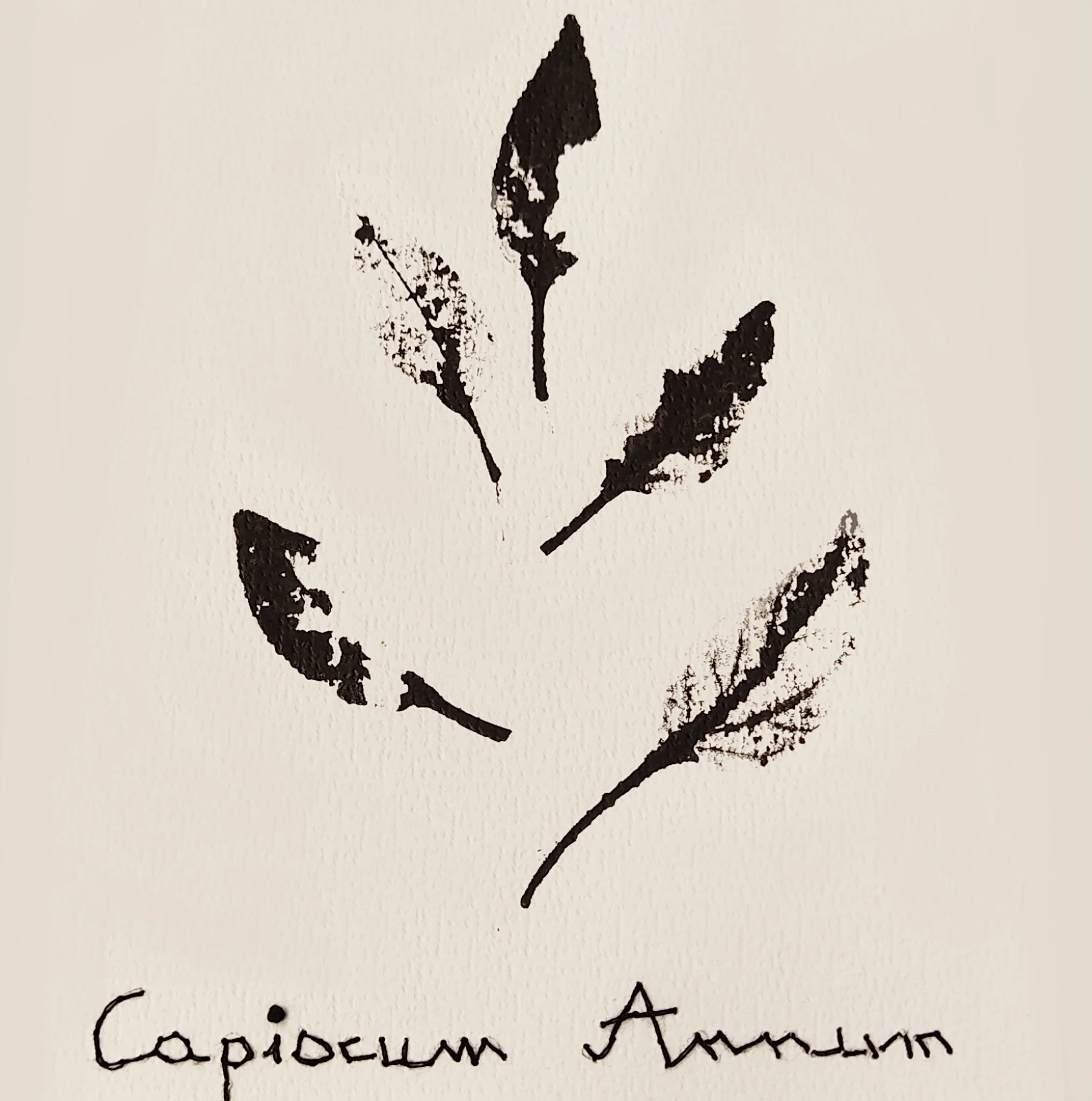 imagenes gyotaku para web (5).jpg