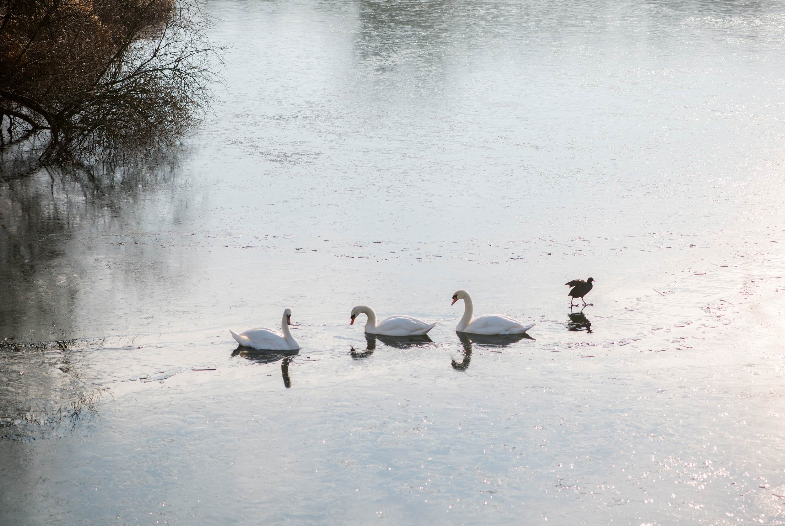 Lee Valley Park. River Lee Country Park in winter. Birds on frozen lake. Shot by Eleanor Bentall, photographer.  