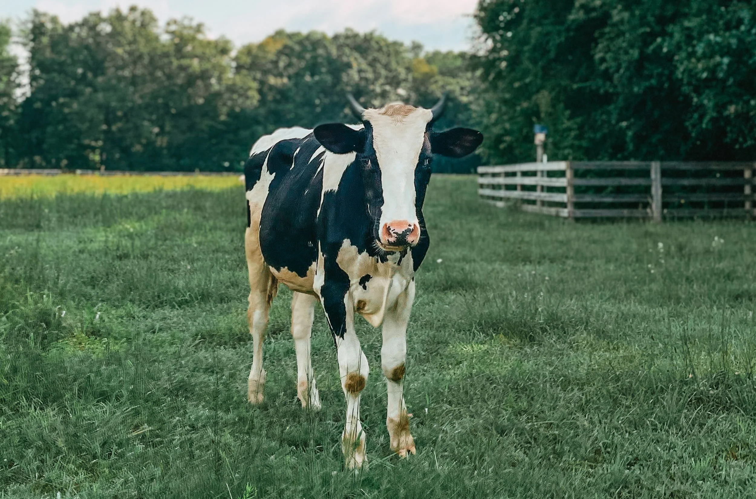 Maximus Woodstock Farm Sanctuary
