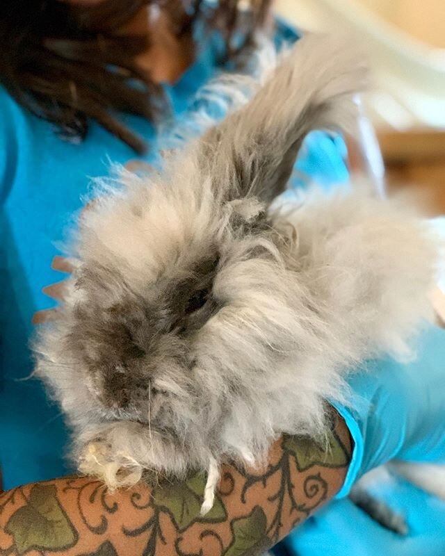 When we rescued these two rabbits from a fur farm in upstate New York, we reached out to our community asking for name suggestions in honor of all essential and healthcare professionals working on the frontlines of the COVID-19 crisis. We received a 