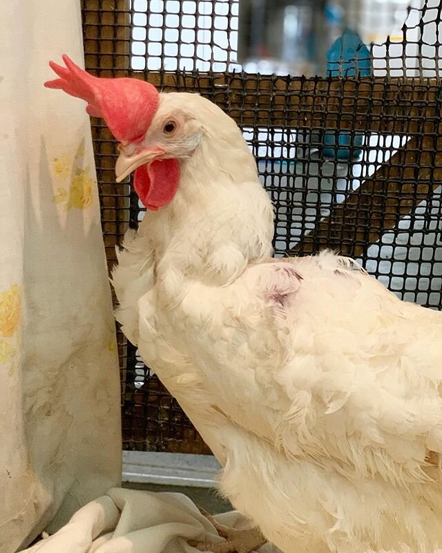 WARNING: graphic image with this post⚠️ Sisu is back home at Woodstock Sanctuary and recovering after having partial wing amputation surgery. When she first arrived here we discovered a cancerous mass on her wing and in order to stop it from spreadin