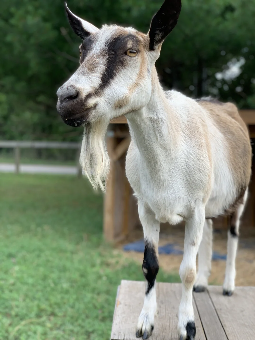 Ruby | Woodstock Farm Sanctuary