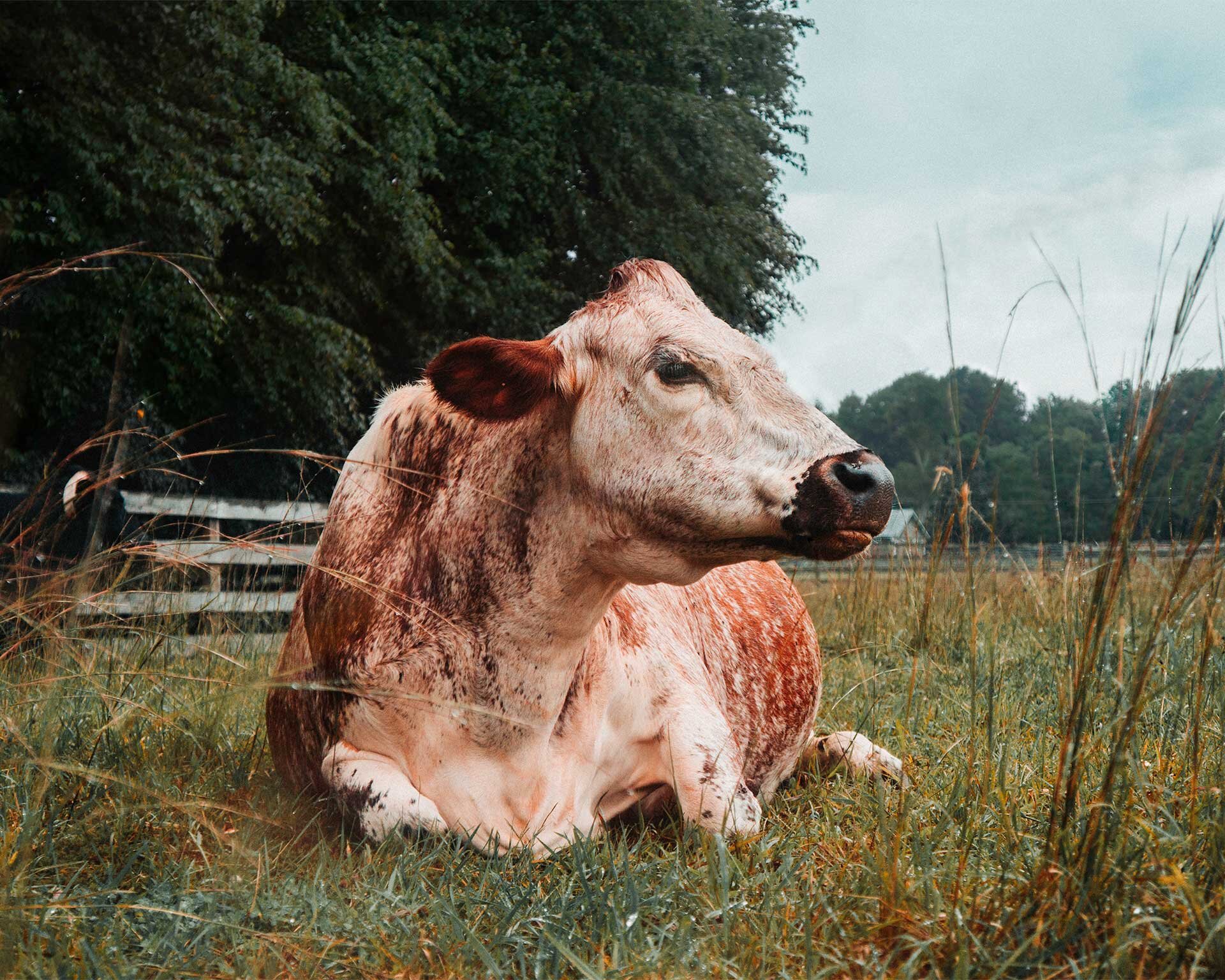 Home Woodstock Farm Sanctuary