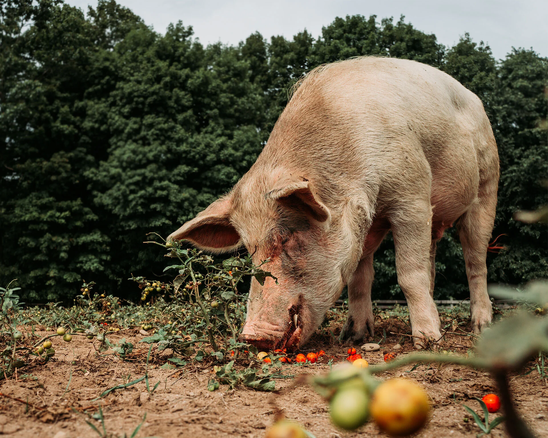 Home Woodstock Farm Sanctuary