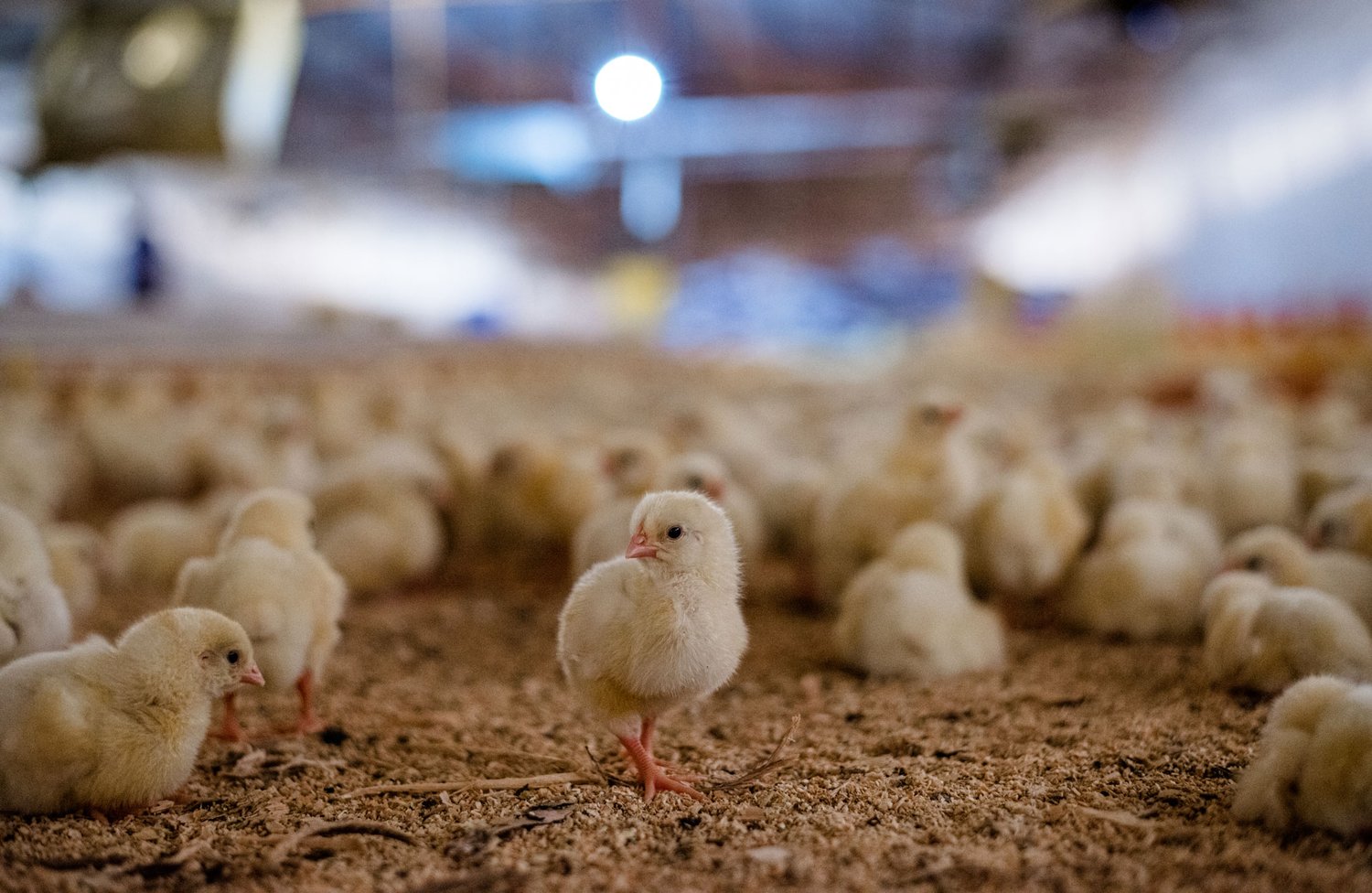 So Many Chicks | Woodstock Farm Sanctuary
