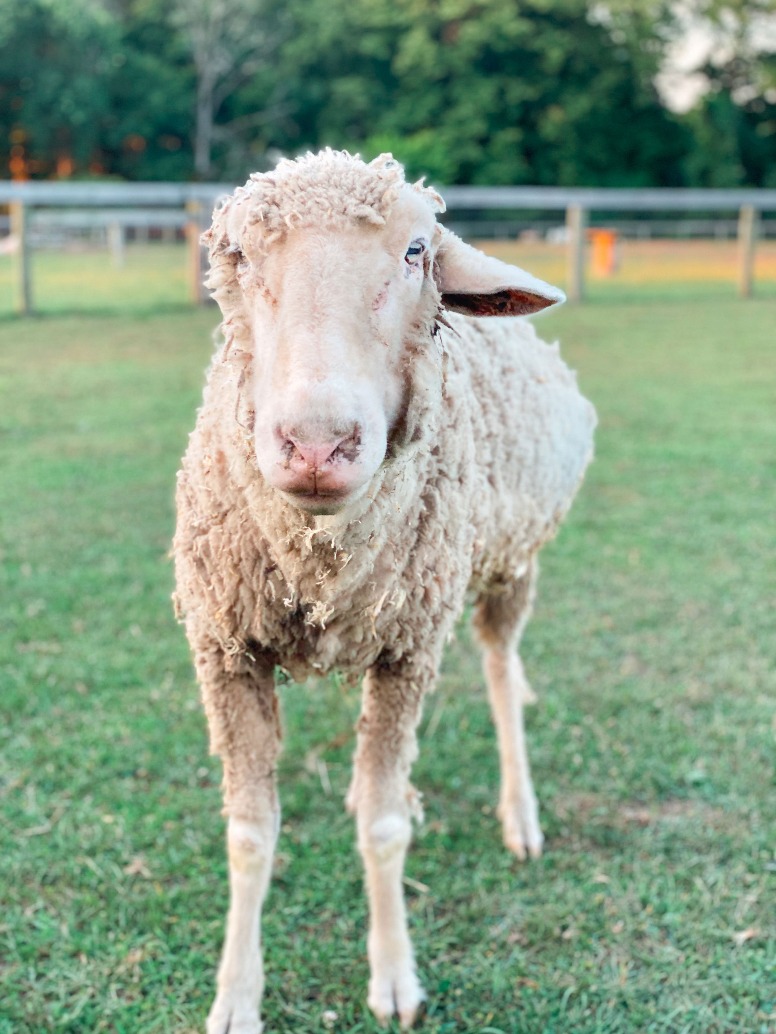 Ashton-Sheep-Woodstock-Farm-Sanctuary.jpg