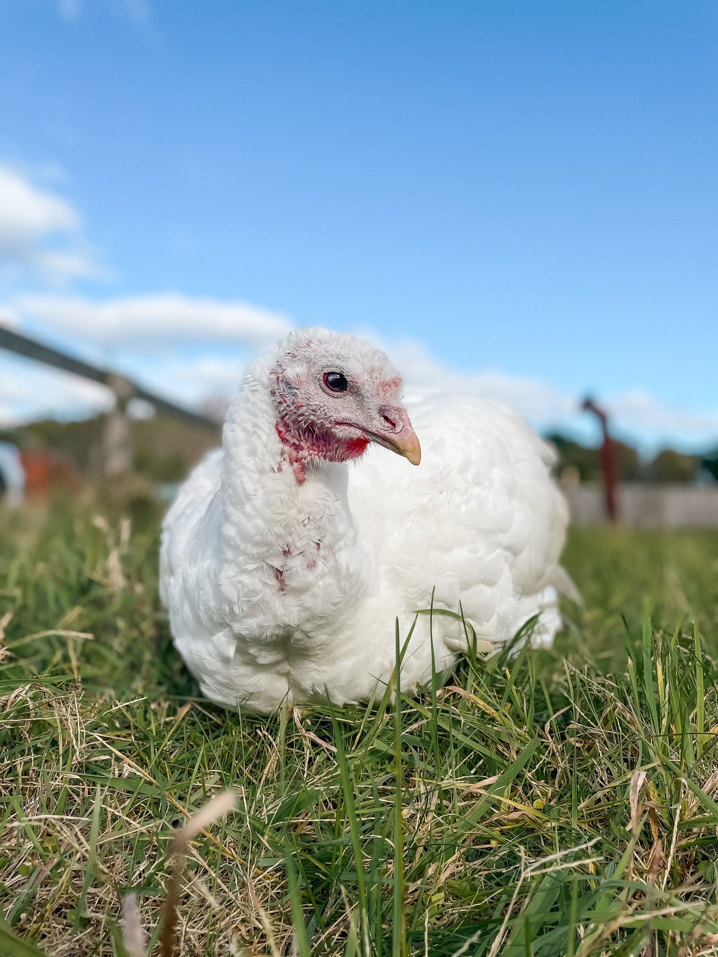 Amy-Turkey-Woodstock-Farm-Sanctuary.jpg