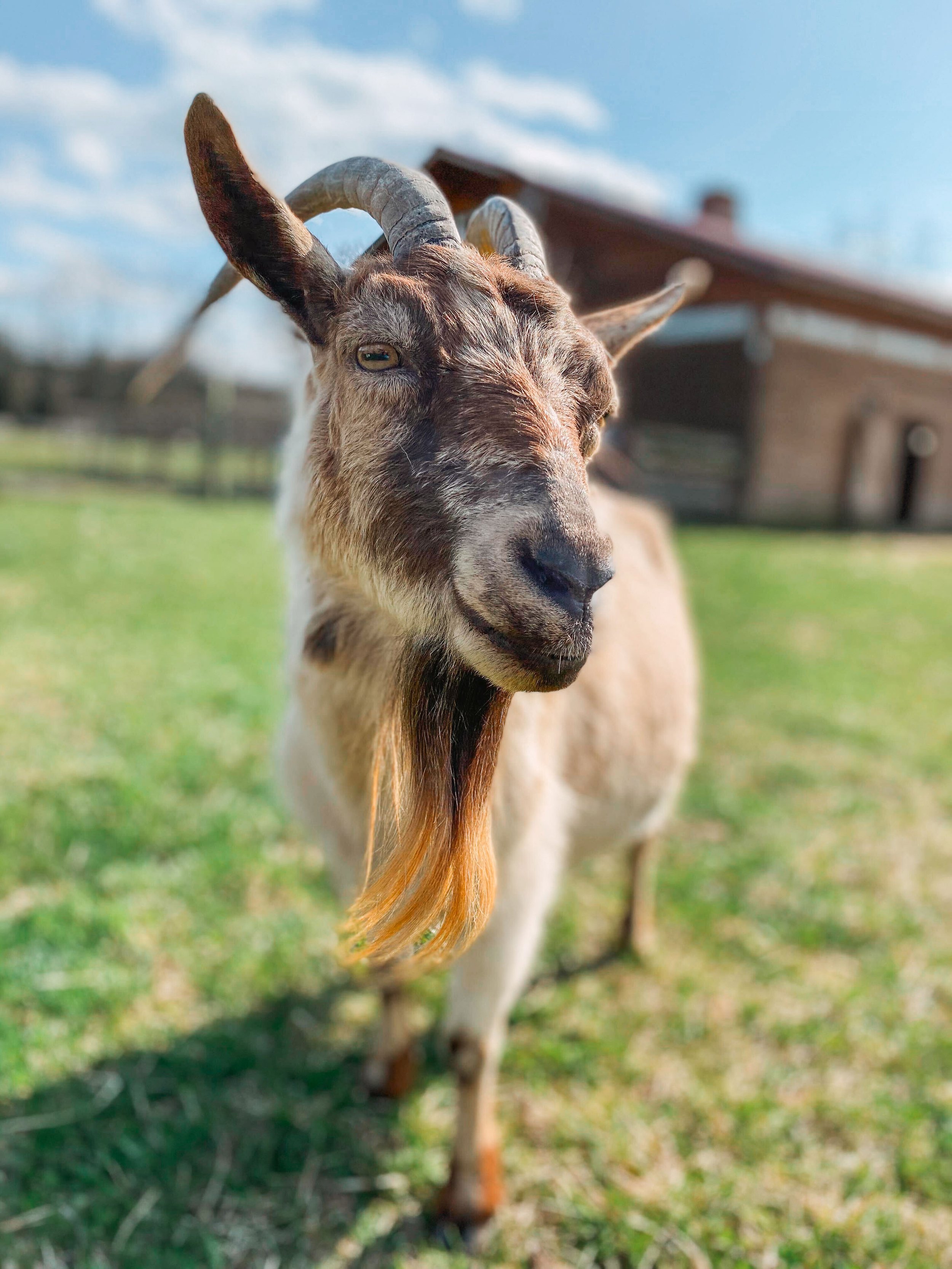 Clover-Goat-Woodstock-Farm-Sanctuary.jpg