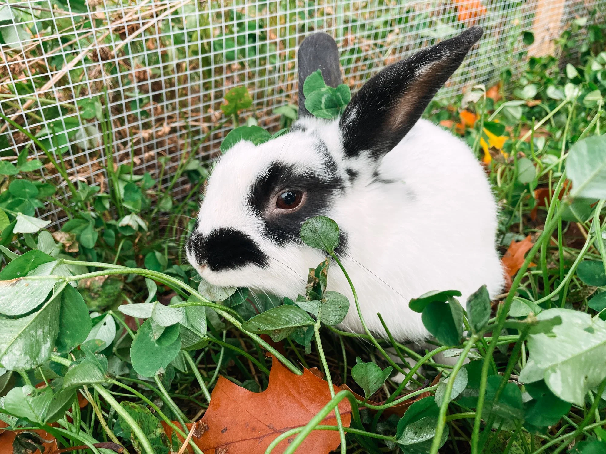Frankie Woodstock Farm Sanctuary