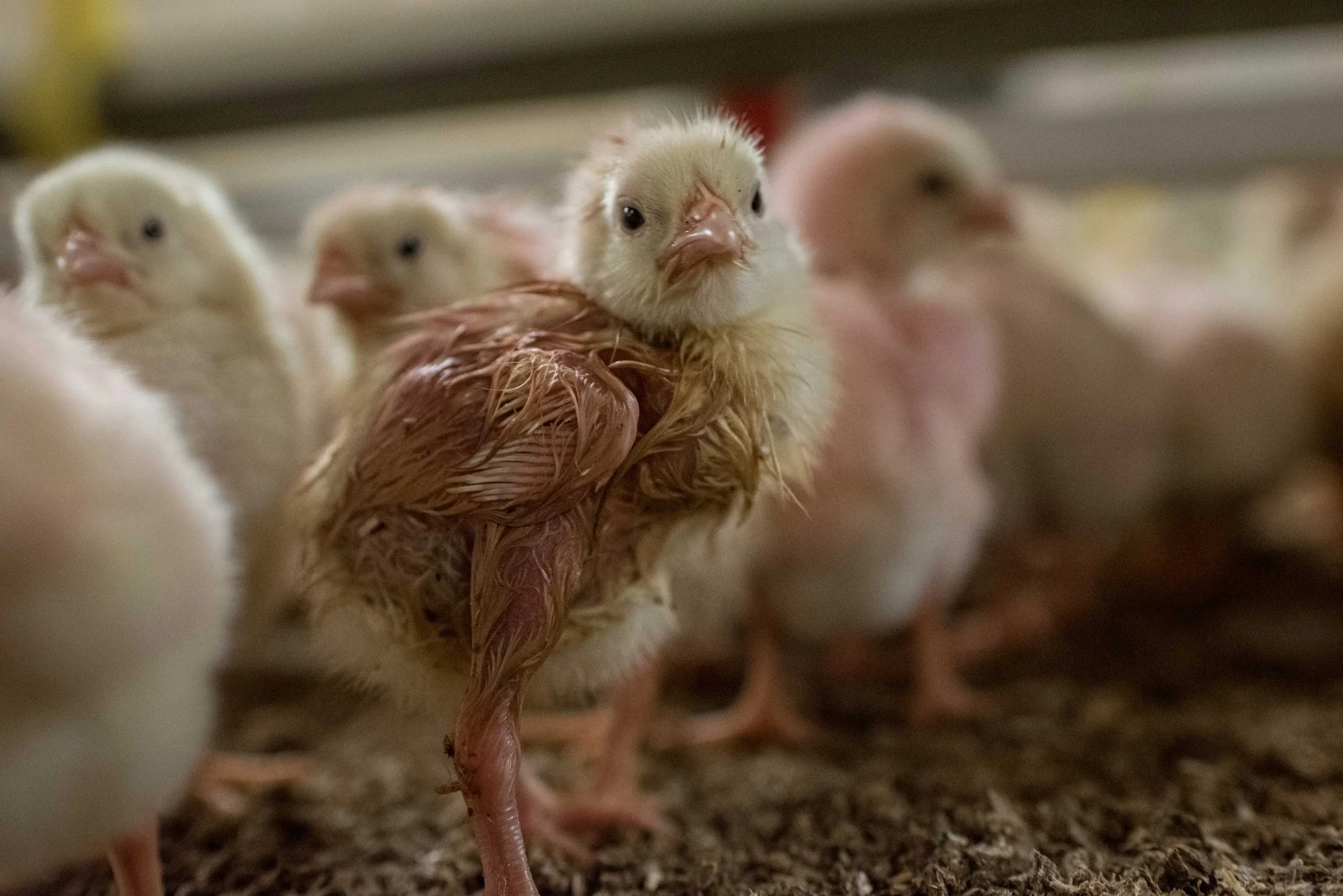 Petition to Tractor Supply Stop Selling Chicks Woodstock Farm Sanctuary