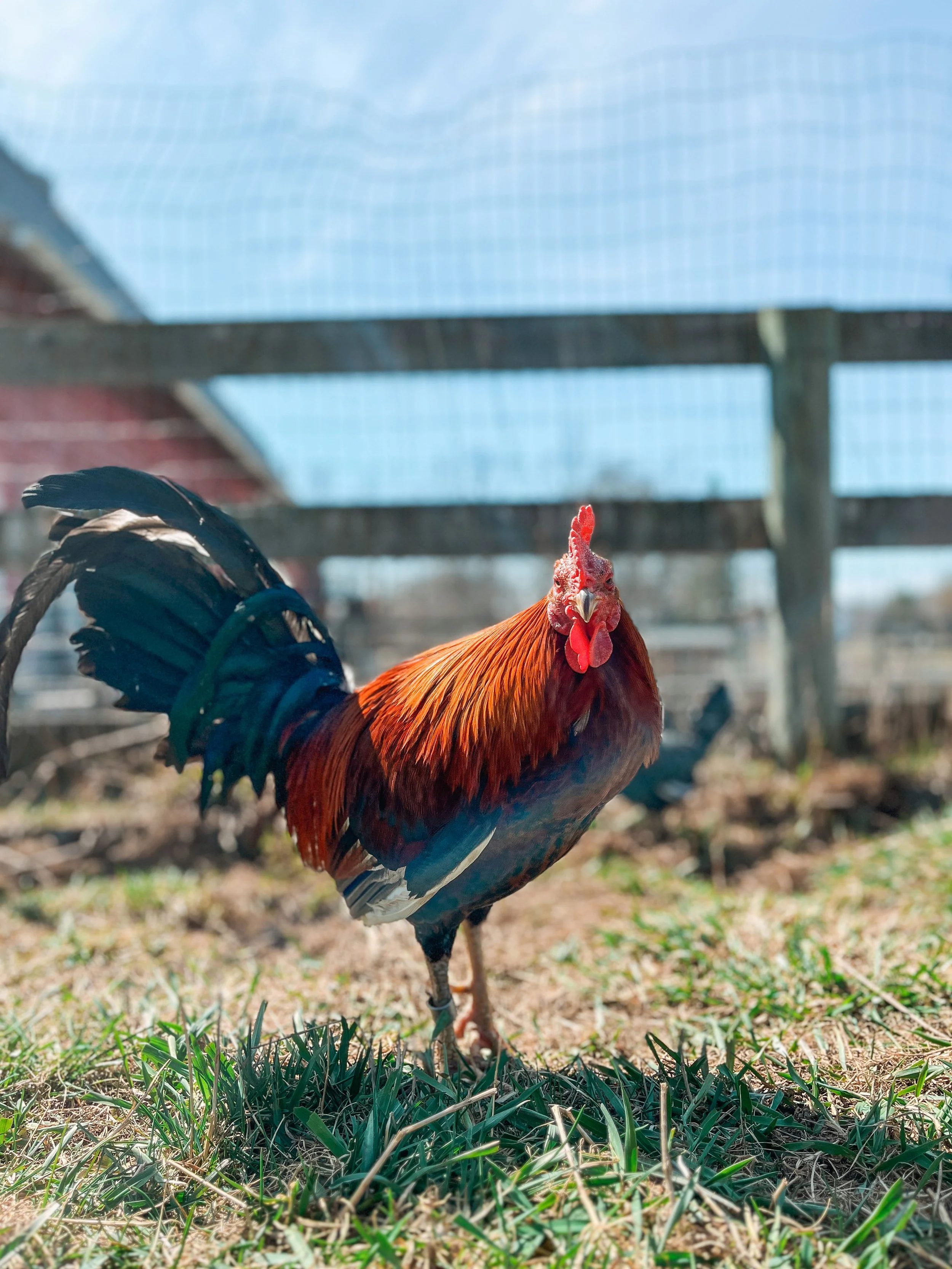 Save the Birds: Our New Bird Initiative