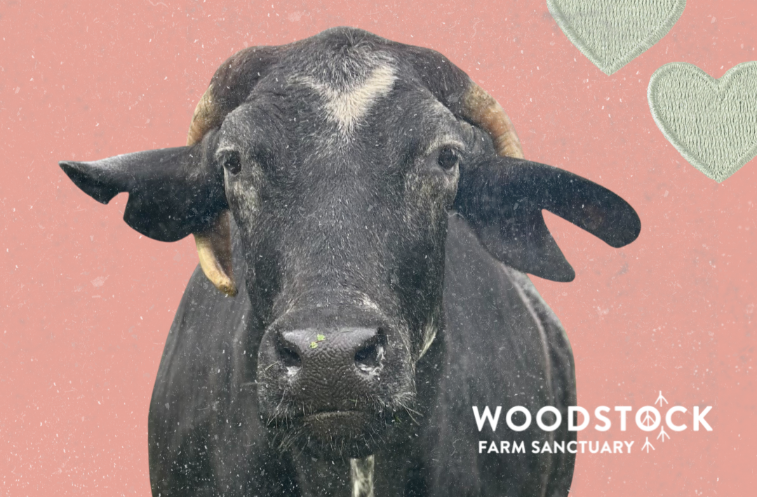 It’s Time for Cowentines!