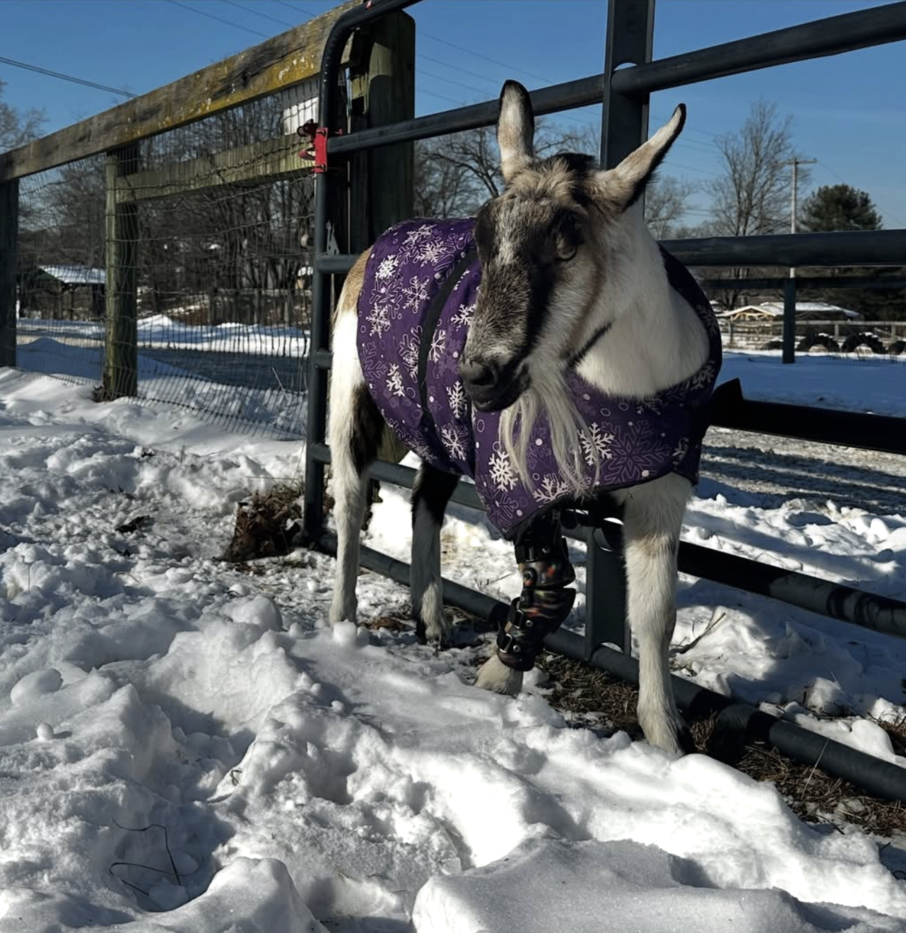 Ruby’s Major Surgery