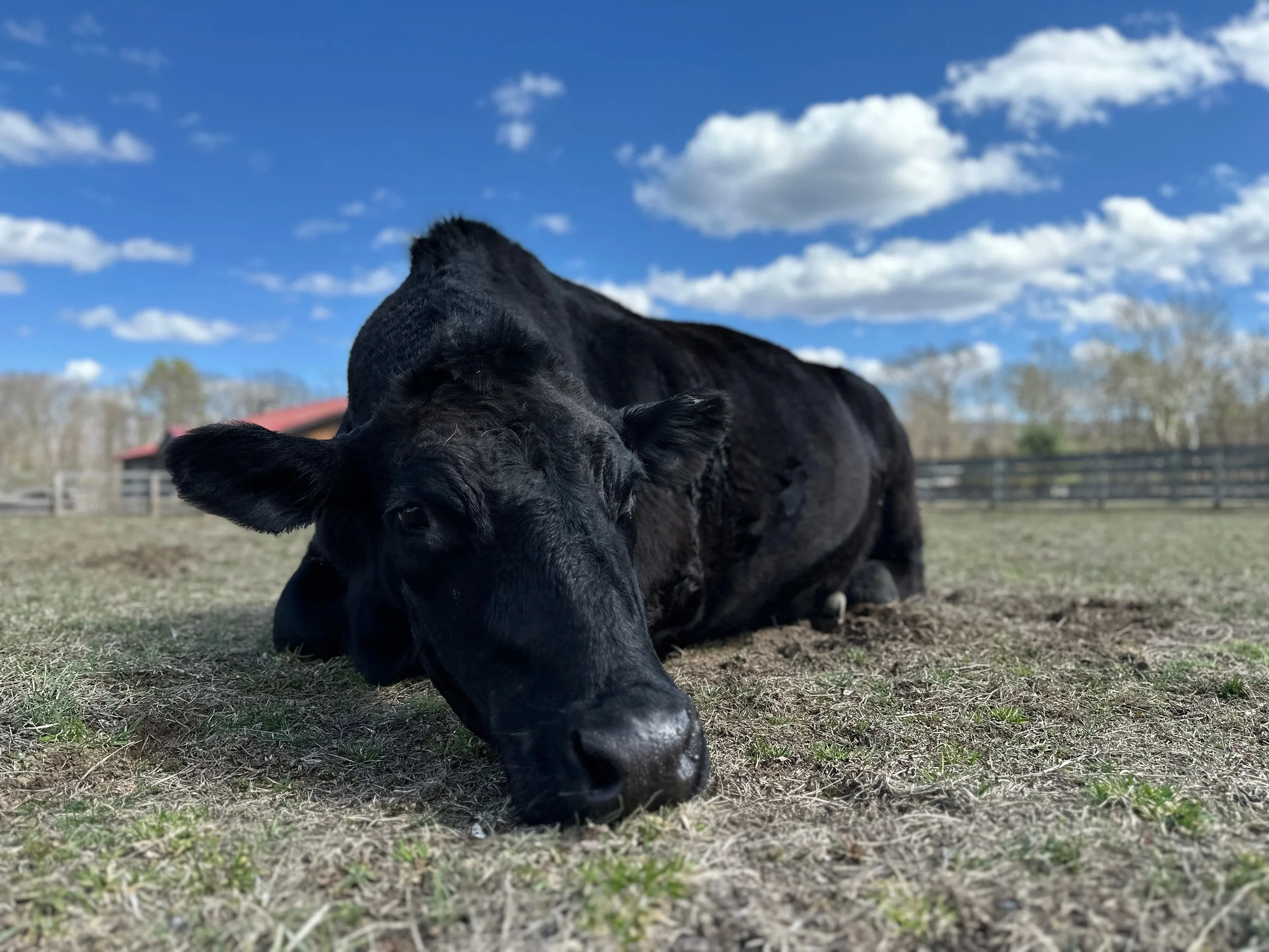 AI and Animal Rights - Our Sanctuary's Perspective