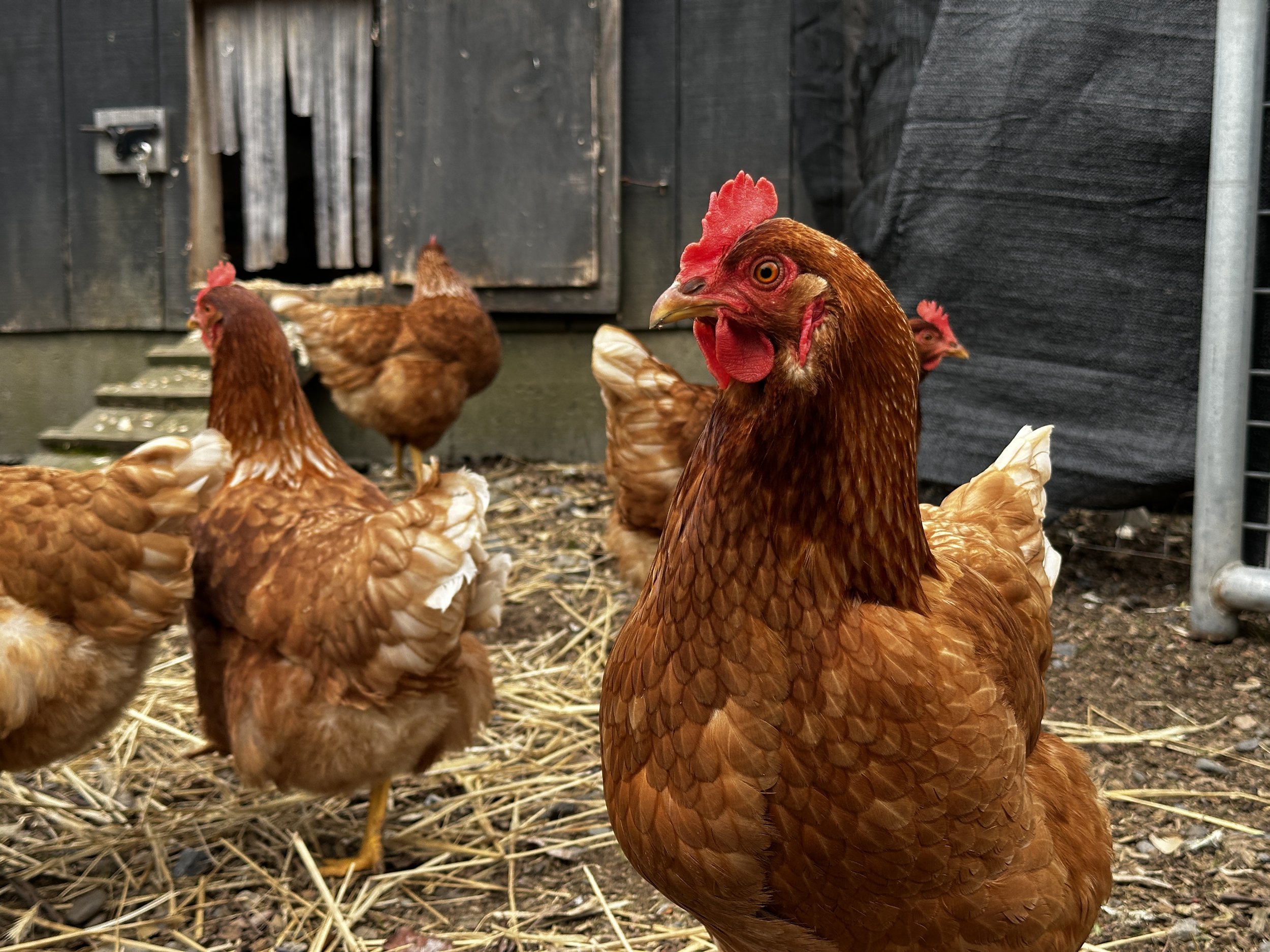 The Star Flock