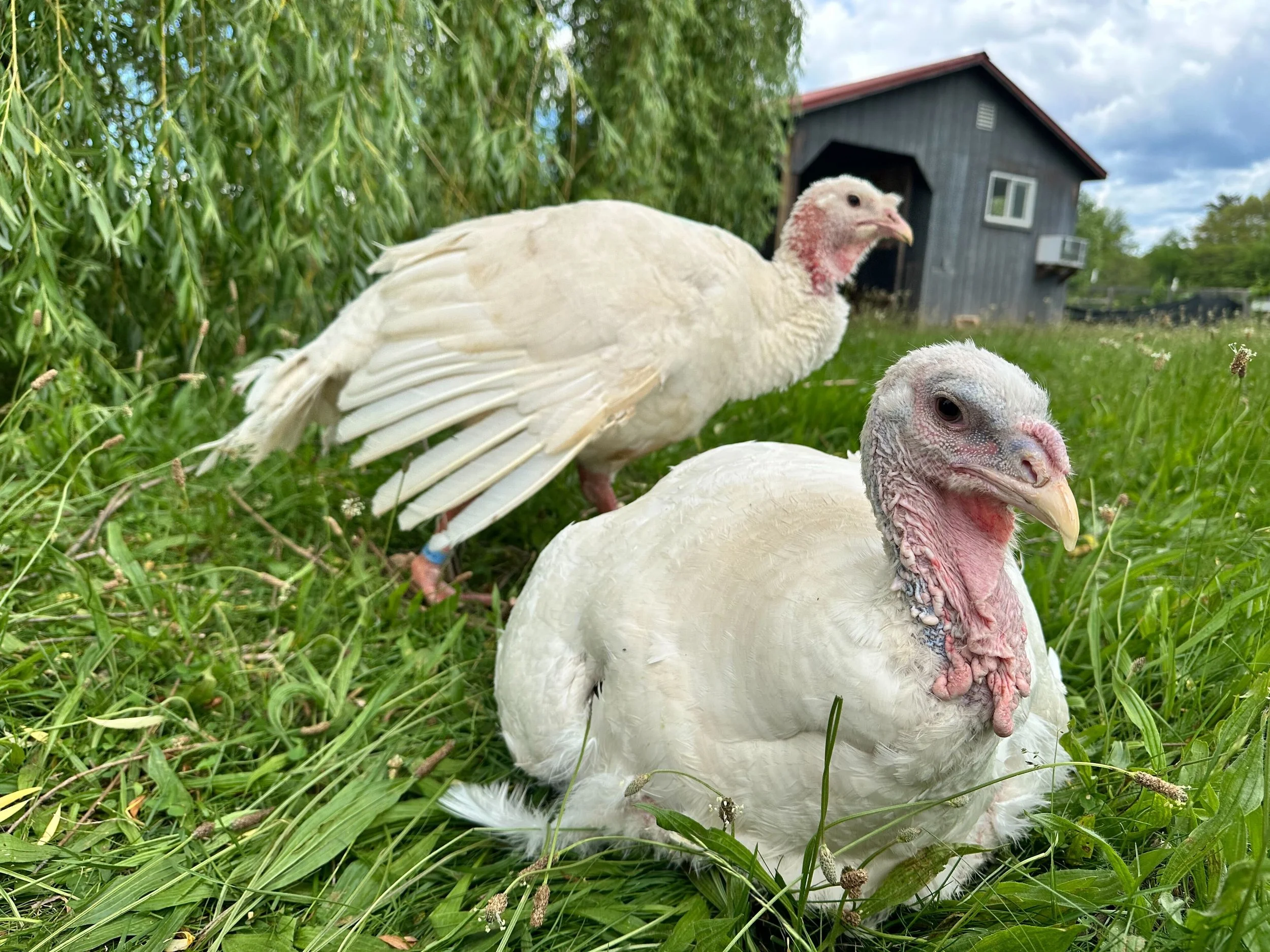 Chickens, Turkeys, and Rabbits, Oh My!