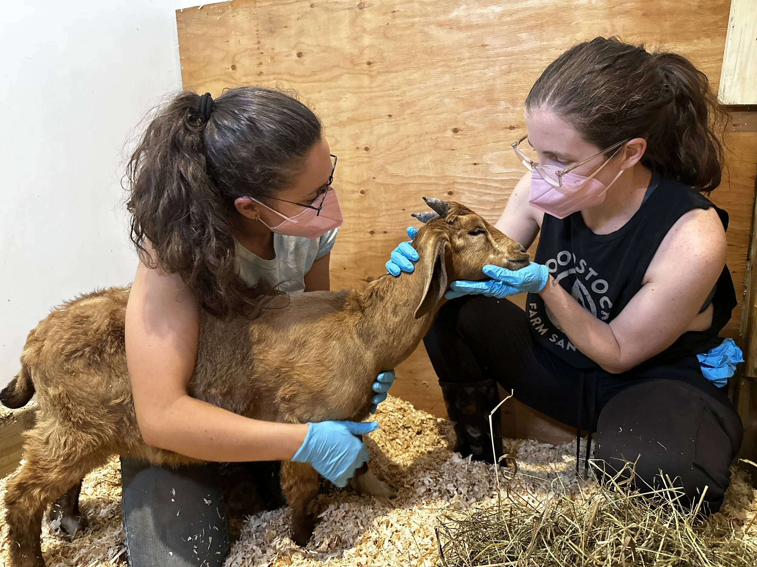 Baby Goat Saved from Slaughter