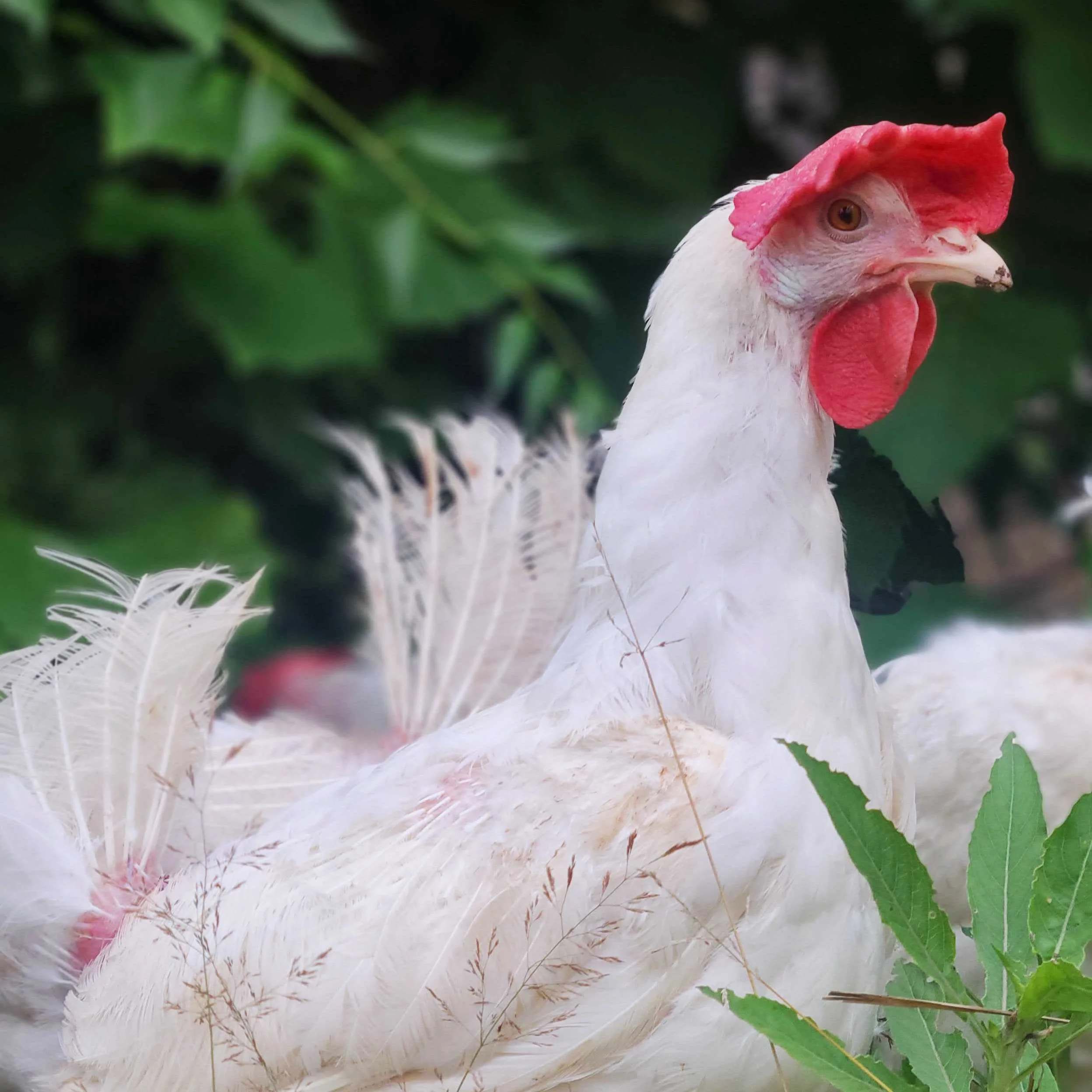 Shakespeare Flock