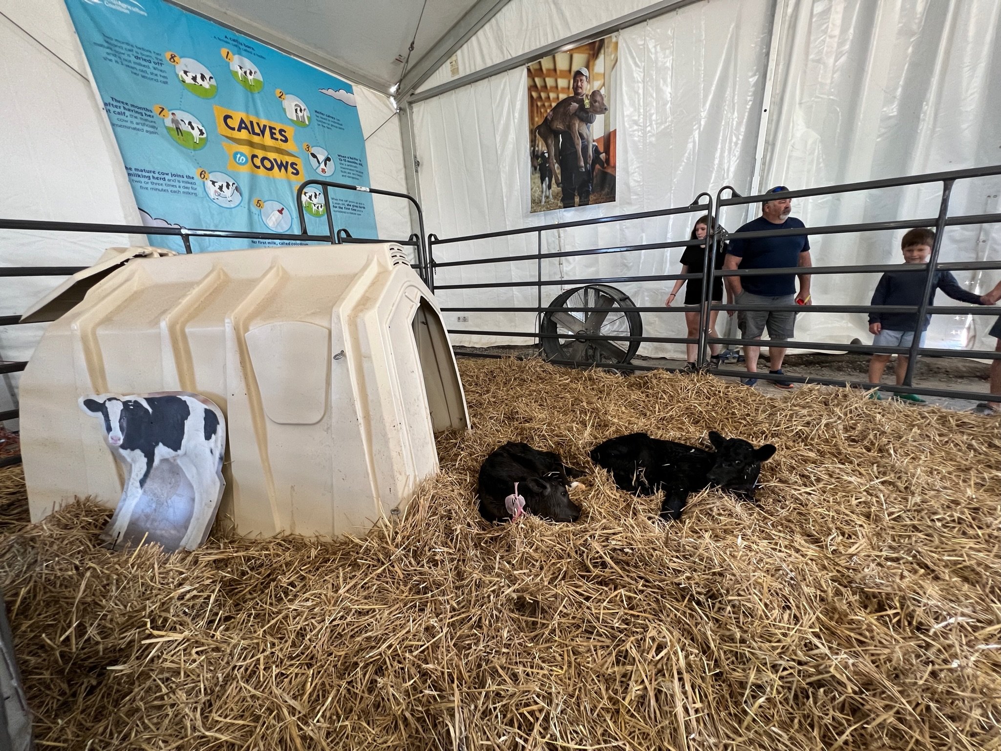 2026 New York State Fair "Pauses" Dairy Cow Birthing Center
