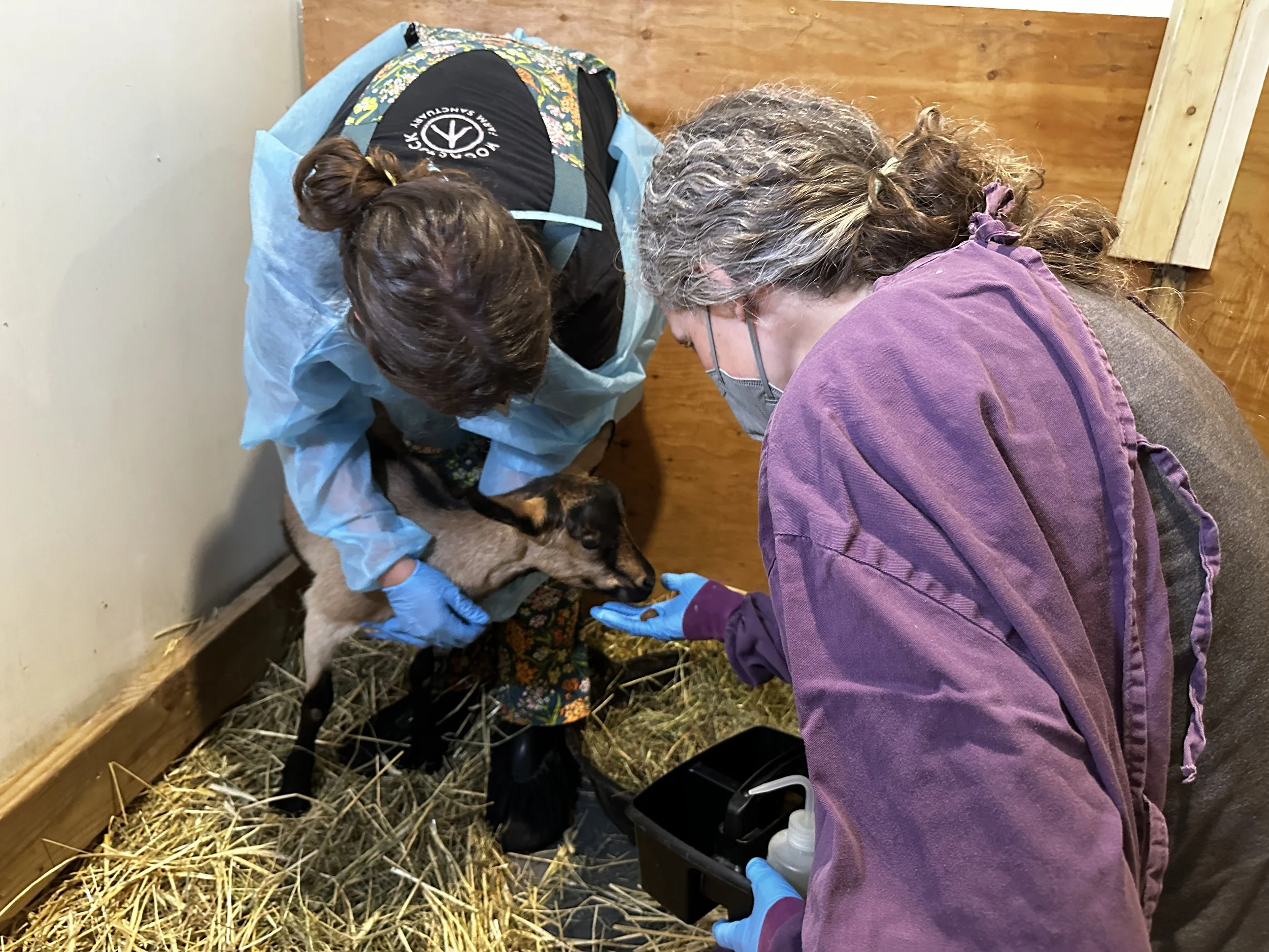 Summer of Baby Goat Rescue