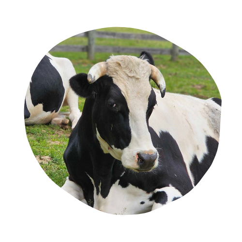 Woodstock Farm Sanctuary