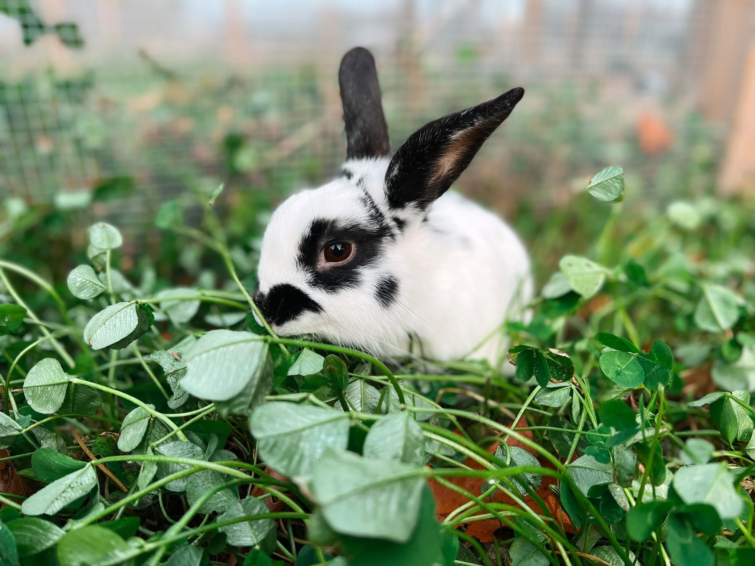 Frankie Woodstock Farm Sanctuary