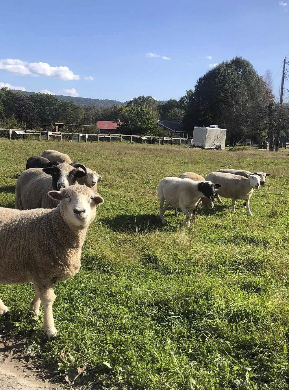 Oracle Woodstock Farm Sanctuary