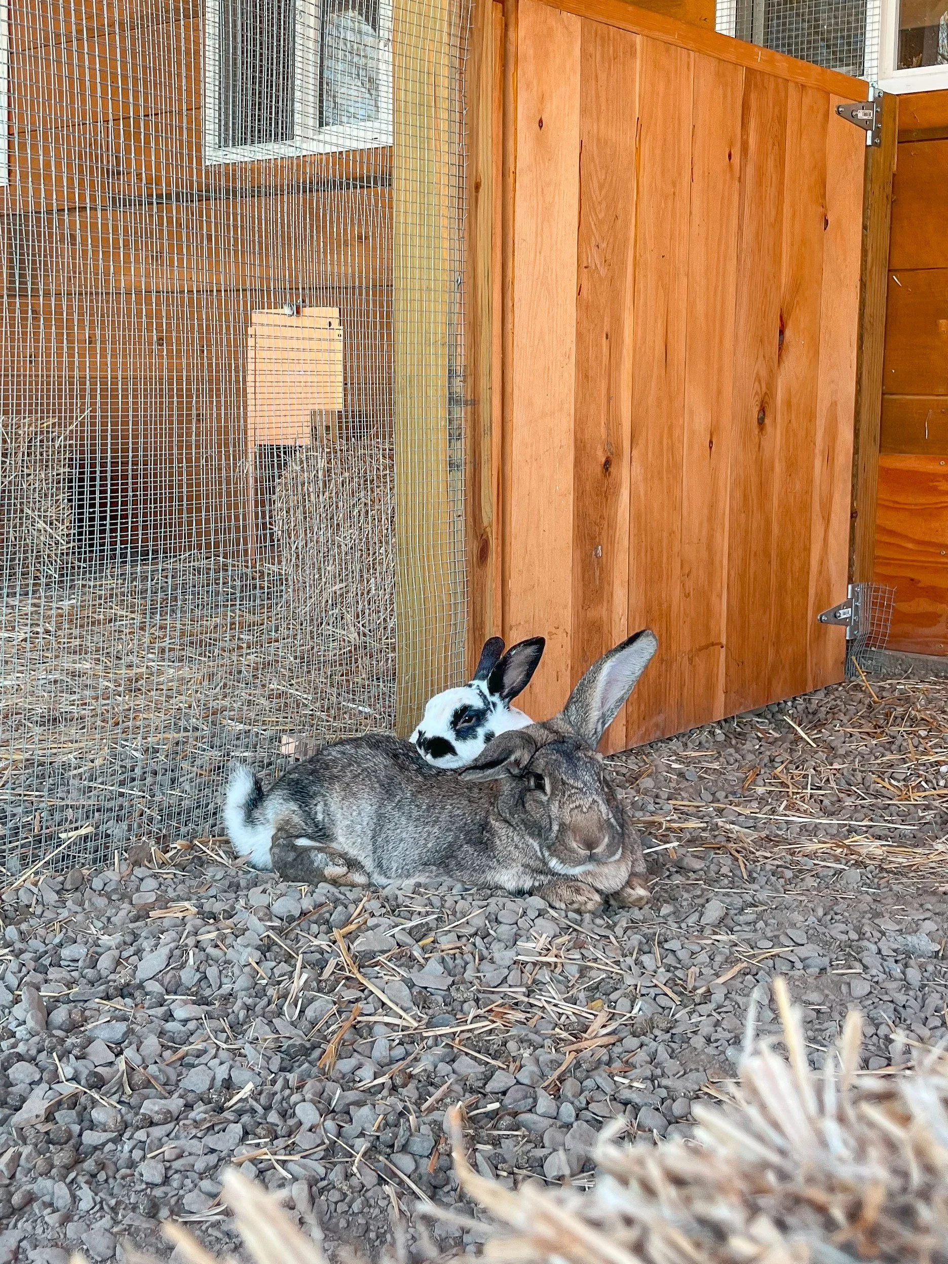 Alberta Woodstock Farm Sanctuary