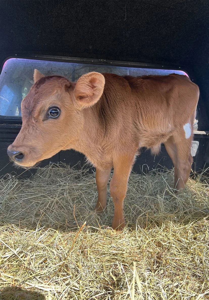 Heathcliff Woodstock Farm Sanctuary