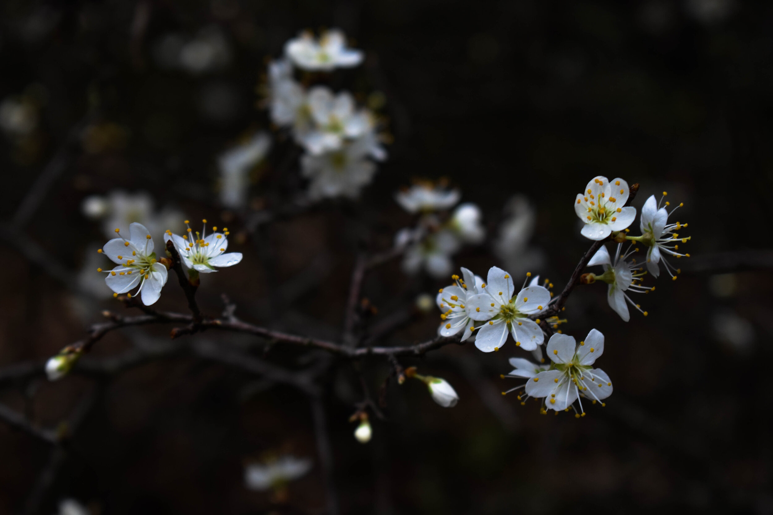 DSC_0174.jpg