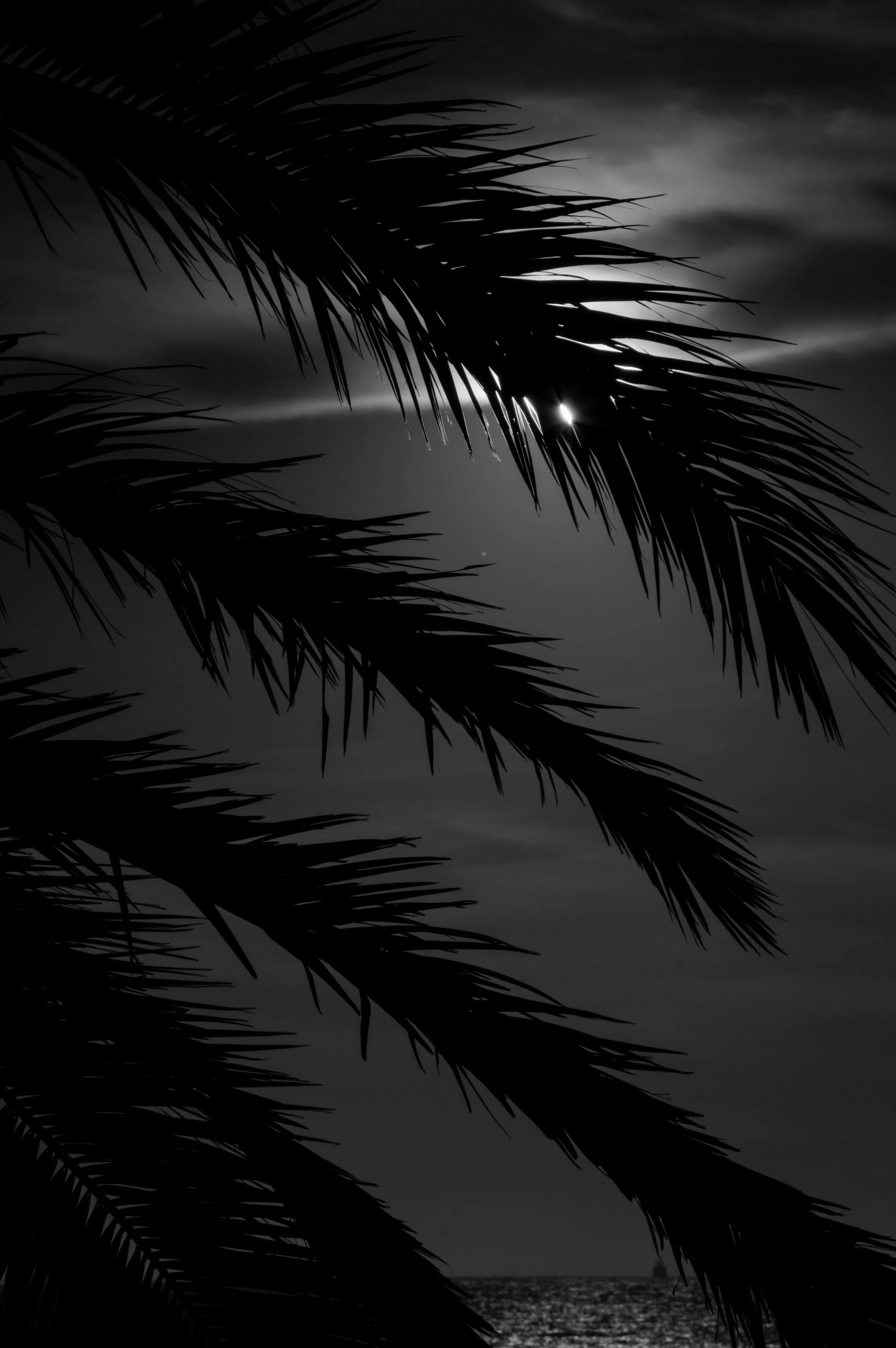 Palm.jpg