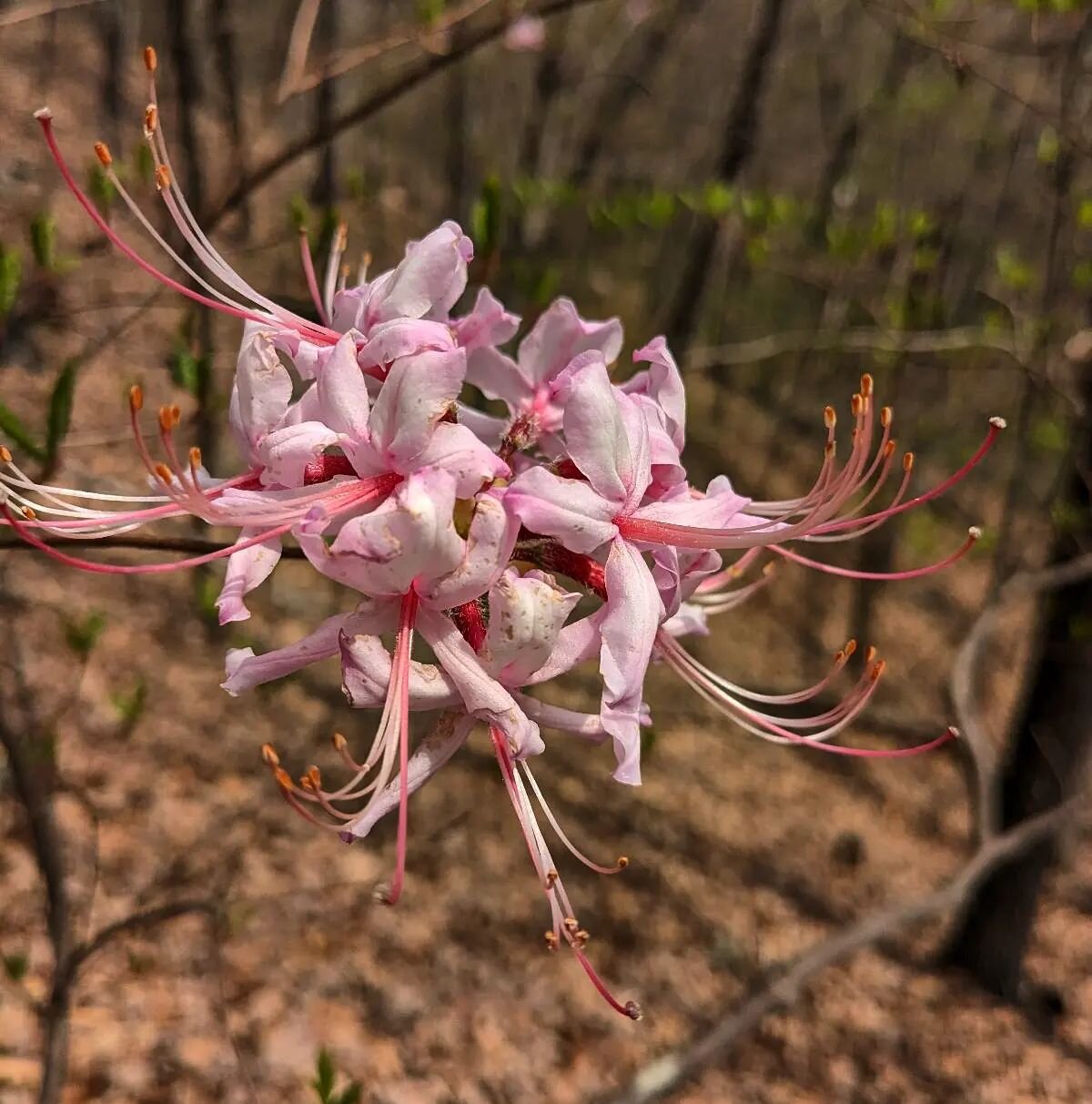 We had to share these beautiful mountain azaleas found on one of our preserves in McDowell County 🌸
.
.
#FoothillsConservancy #Wildflowers #Azalea #Azaleas #WesternNC #828isGreat #BlueRidge #Appalachia #BlueRidgeMountains