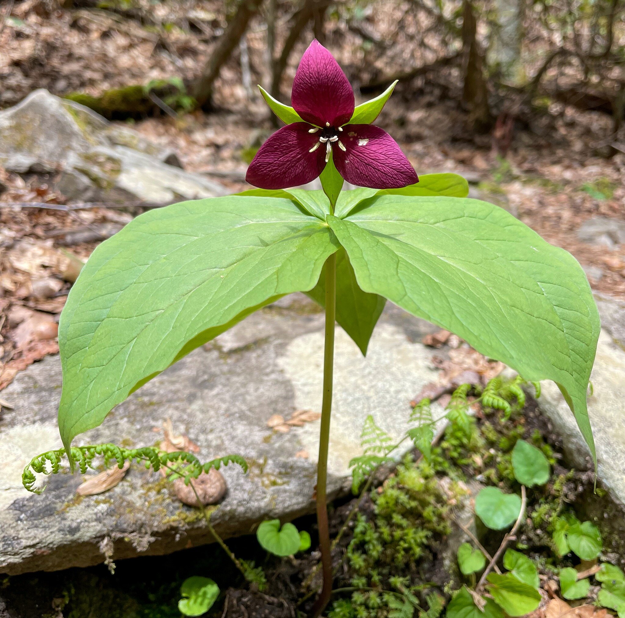 Take a look at this beautiful red trillium our Conservation &amp; GIS Specialist @michaelinforests grabbed this great photo of!

We love all of the sights, smells, and sounds of spring coming from the beautiful mountains and foothills of western NC. 