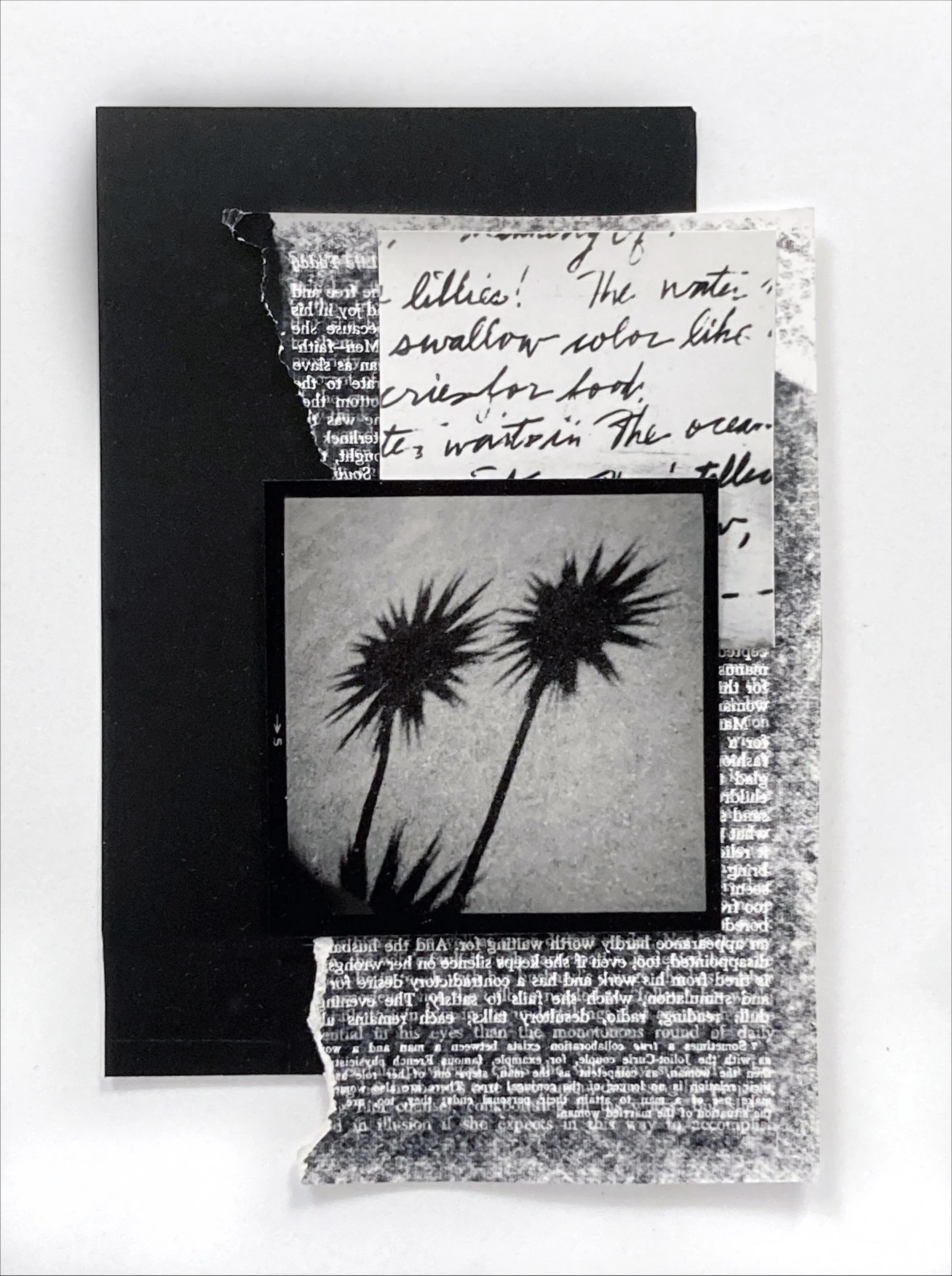 Double Shadow (Palm Trees)  2024   Hand-assembled collage composed of vintage silver gelatin darkroom photograph and photograms 7.5 x 5 inches, mounted on 10 x 8 inch museum board Unique