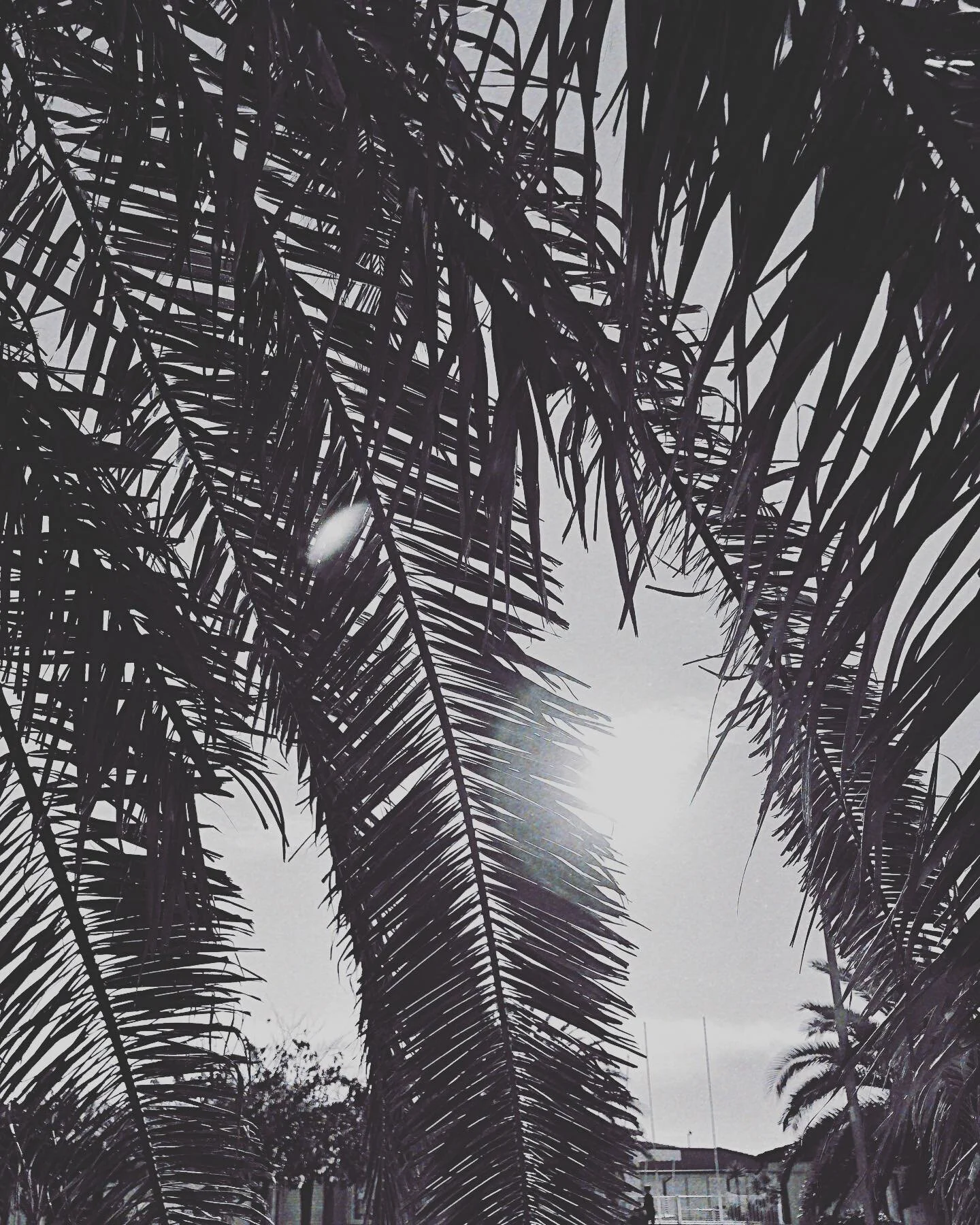 Eden
.
.
.
.
.
#palmtrees #palmbeach #beach #beachlife #summeriscoming #waitingforsummer #cool #coolvibes #bnw #bnwphotography 
#beautifuldestinations #sky #picoftheday #blackandwhitephotography #nikon #inspiration #skyisaneighborhood