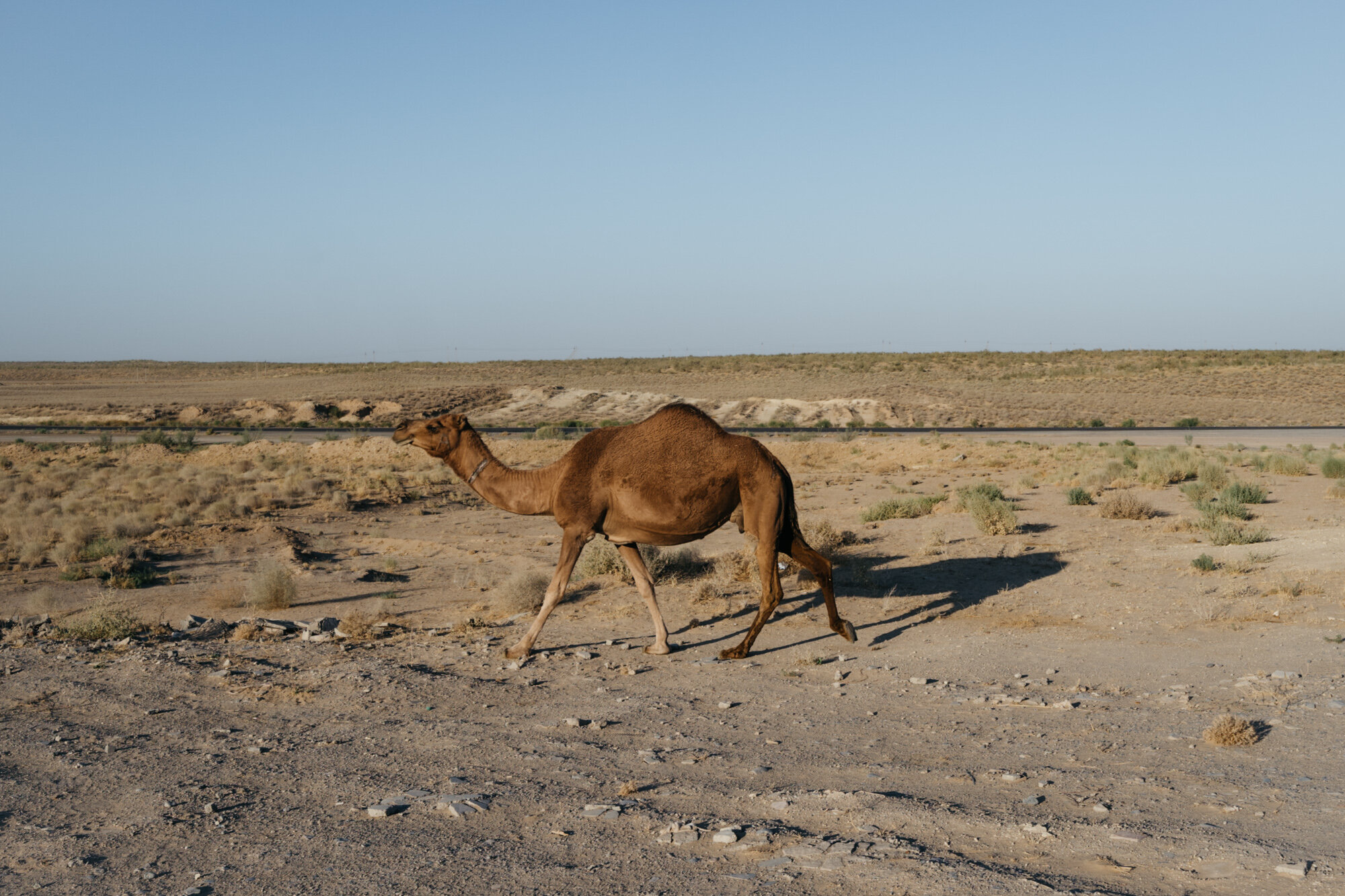  A nearby dromedary of the Arabian variety 