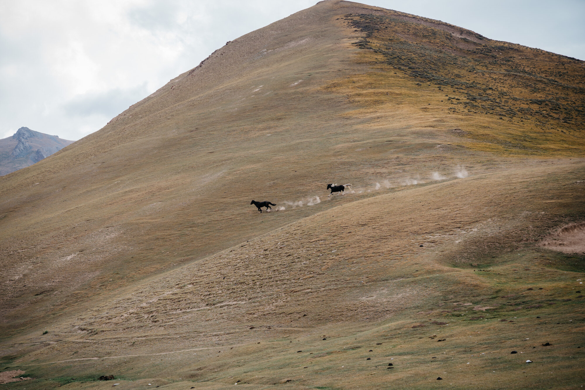  Horses belonging to the nearby villagers galloping through the mountains 