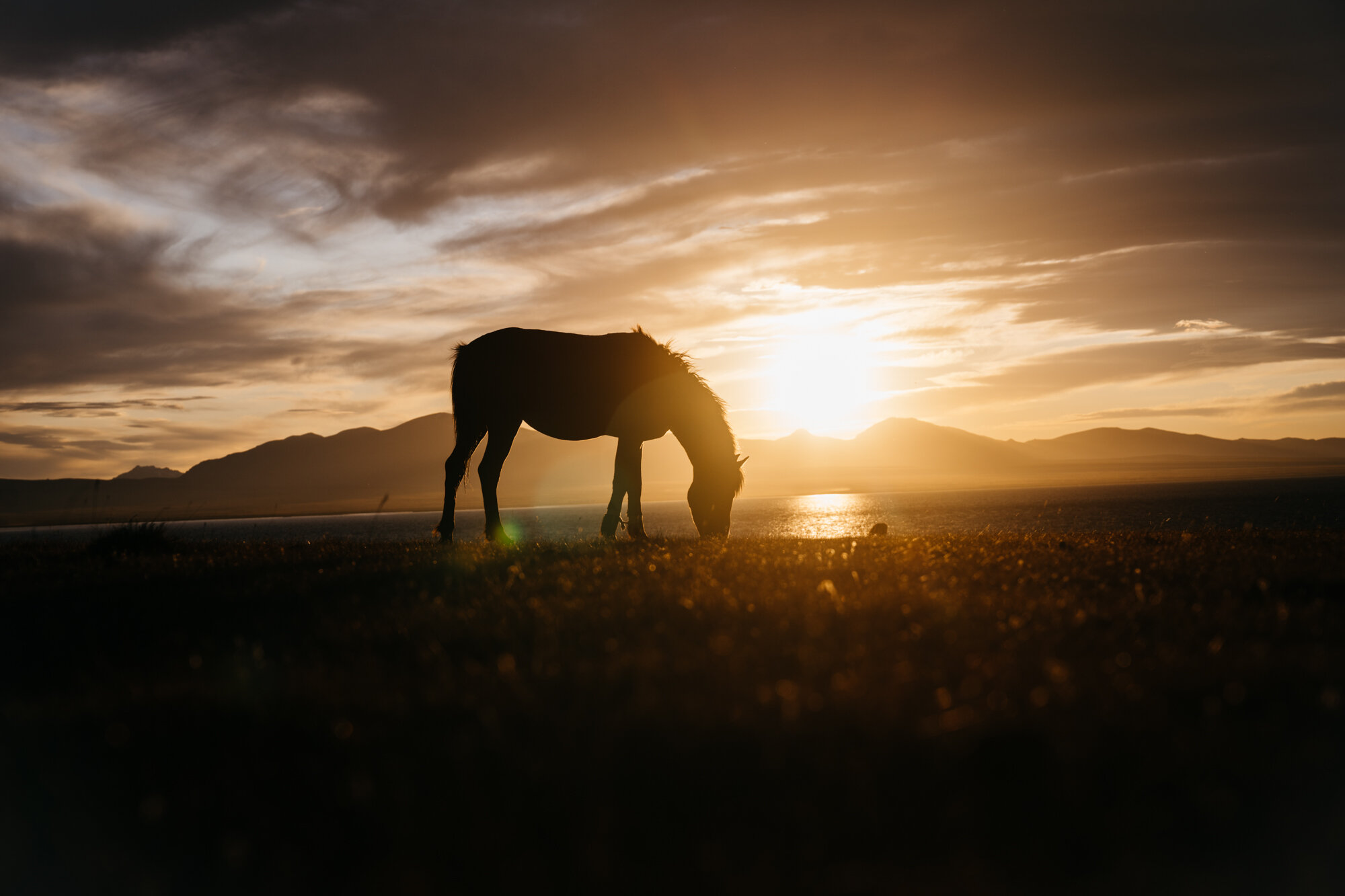 A grazing horse with the sun setting 