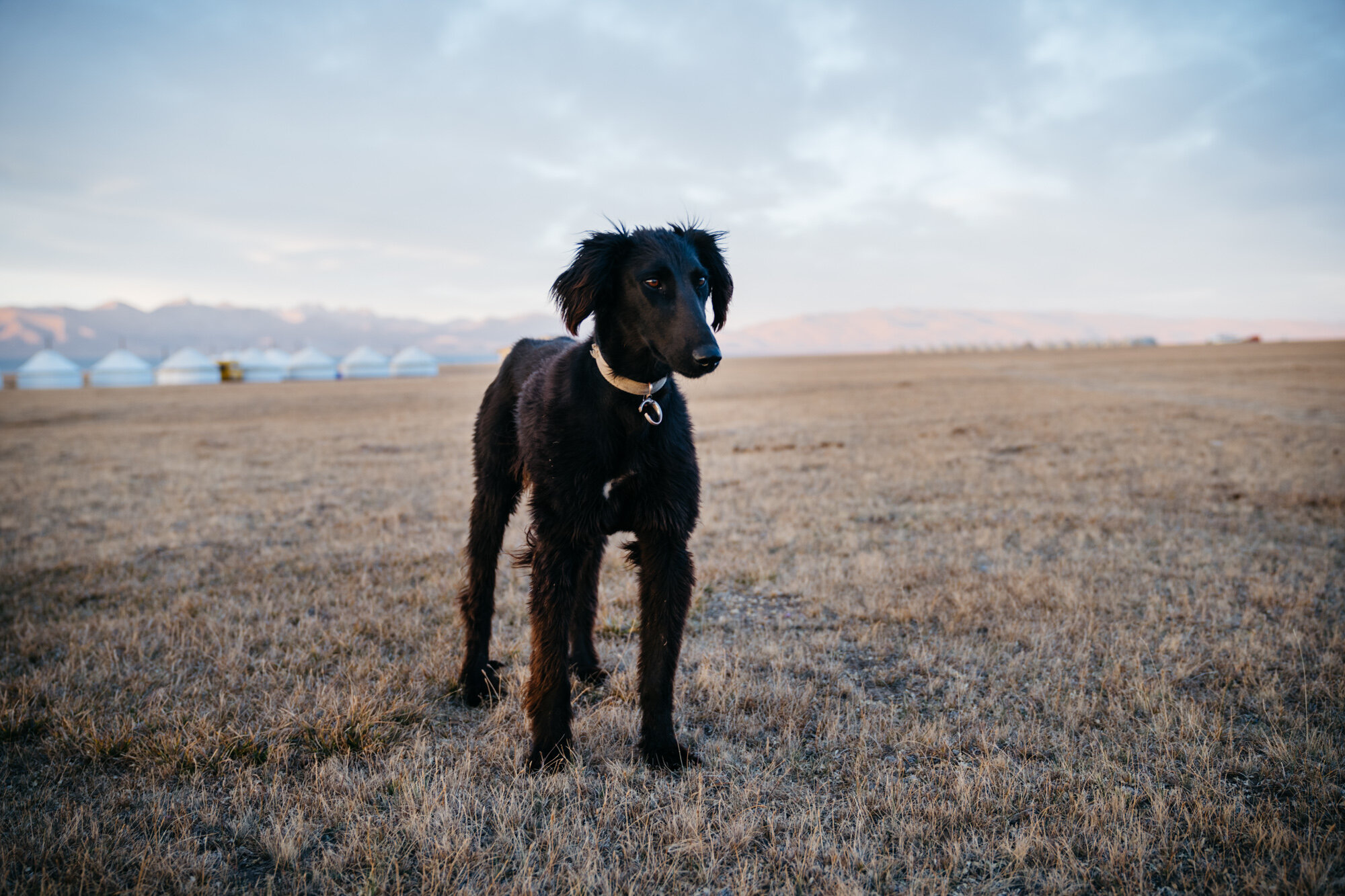  This guy just turned up. He looks like a skinny Irish setter but that can’t be right?! (I’ve since been informed that he’s a is a breed of sighthound from Kyrgyzstan called a  Taigan ) 