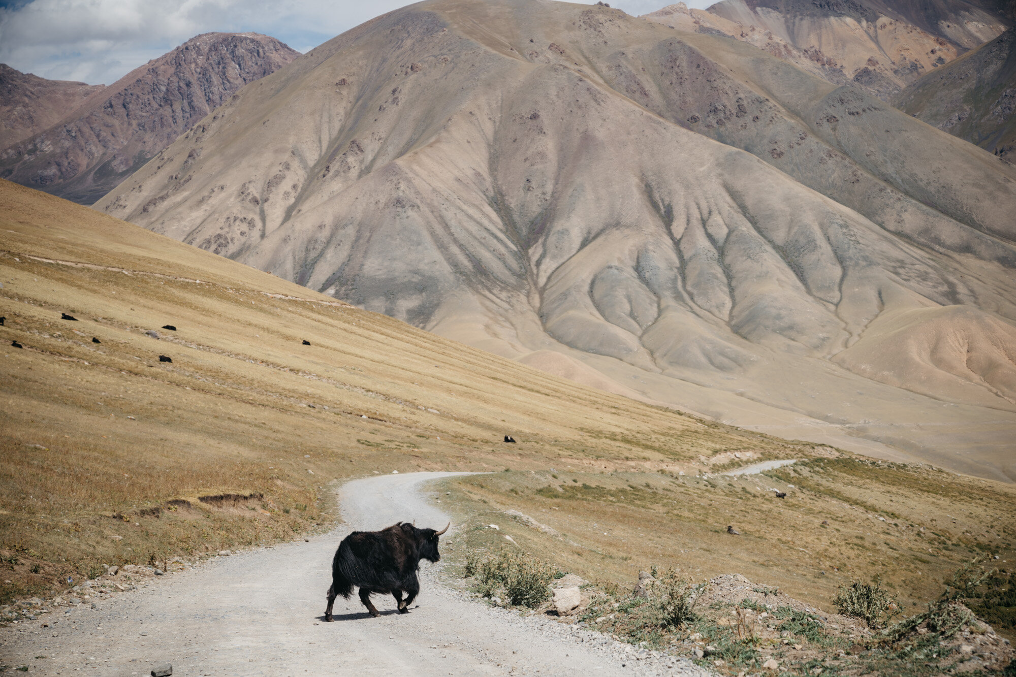 A yak makes way as we drive back to Naryn leaving this magical world behind 