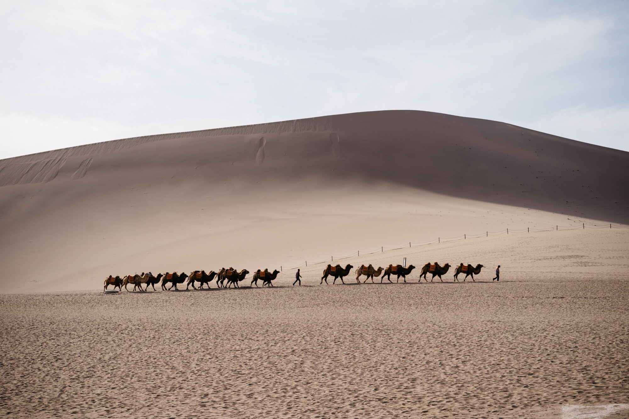 Bactrian camel moving through the Gobi desert in China 