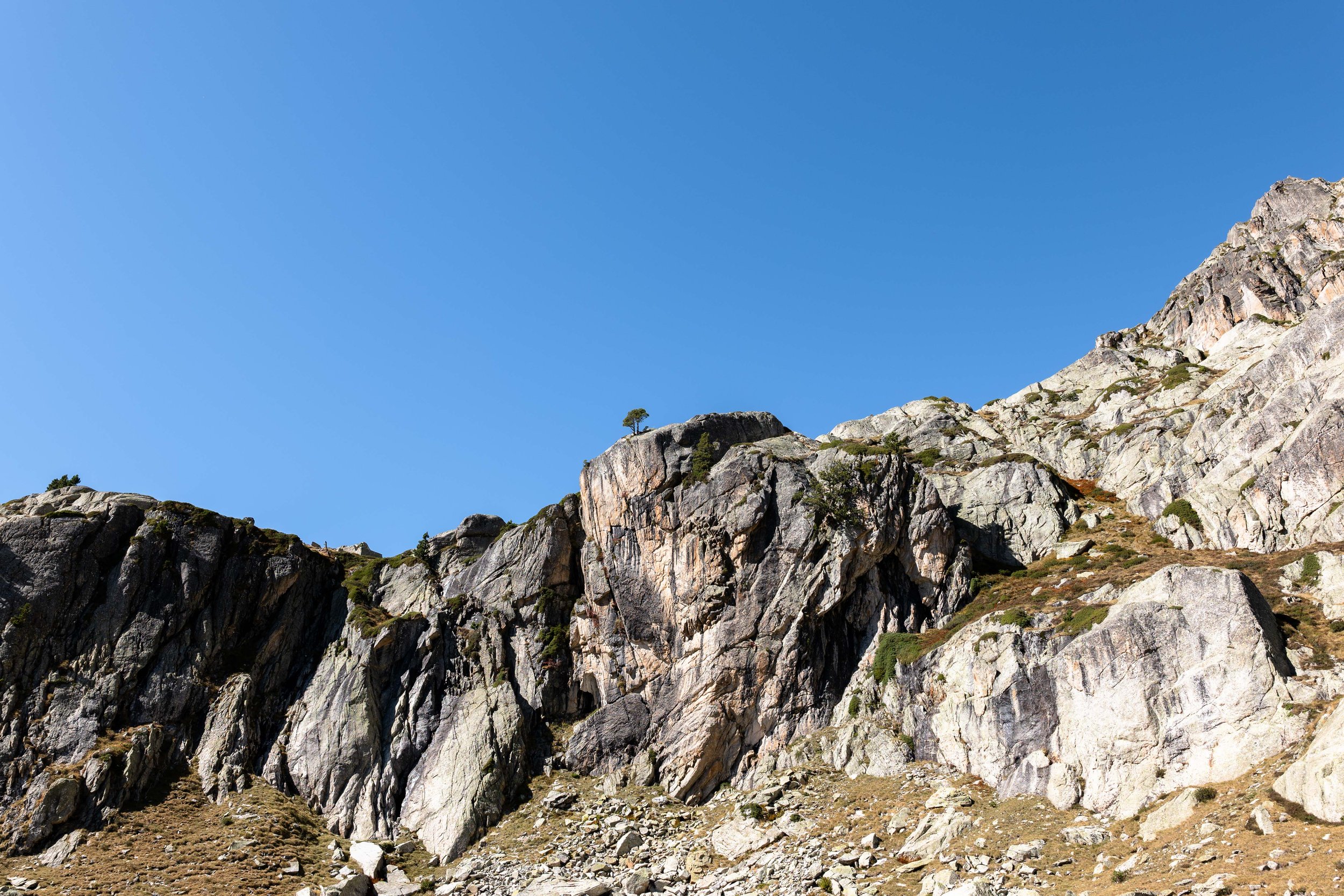  A lone tree grows through the rocks 