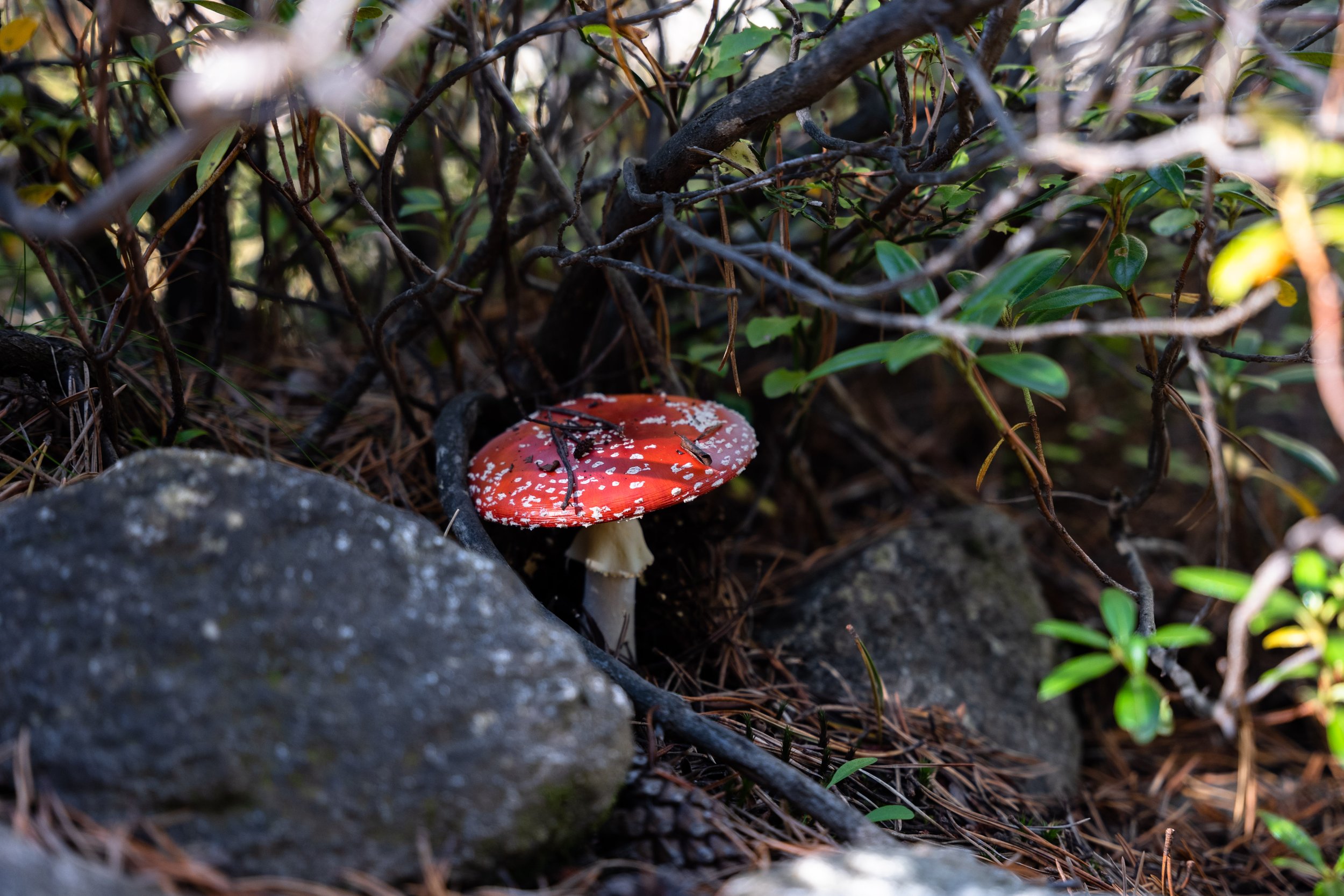  A potent looking mushroom 