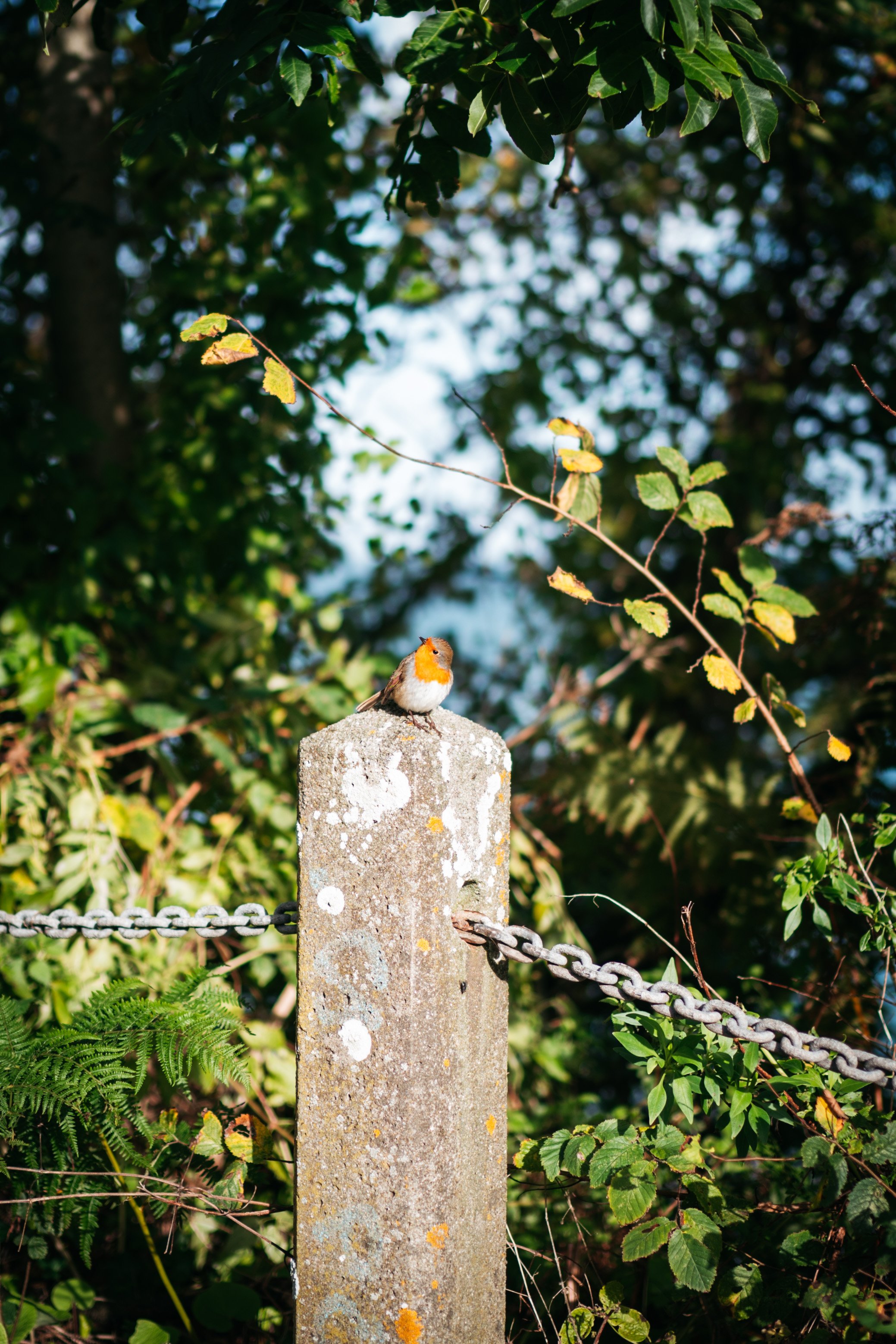  My father loved Robins. When I see them I am always reminded of him.  