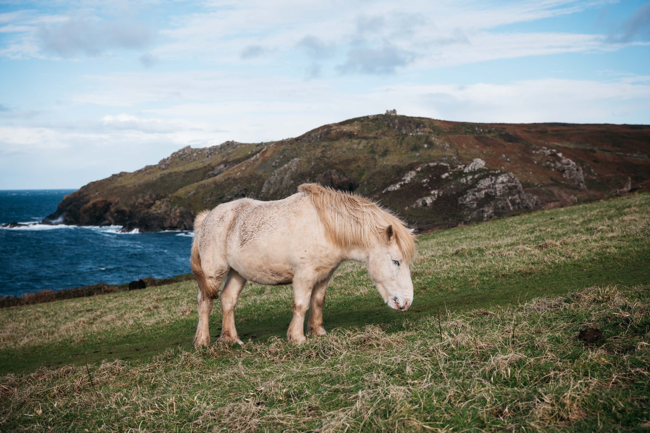  A pony grazing at the cape 