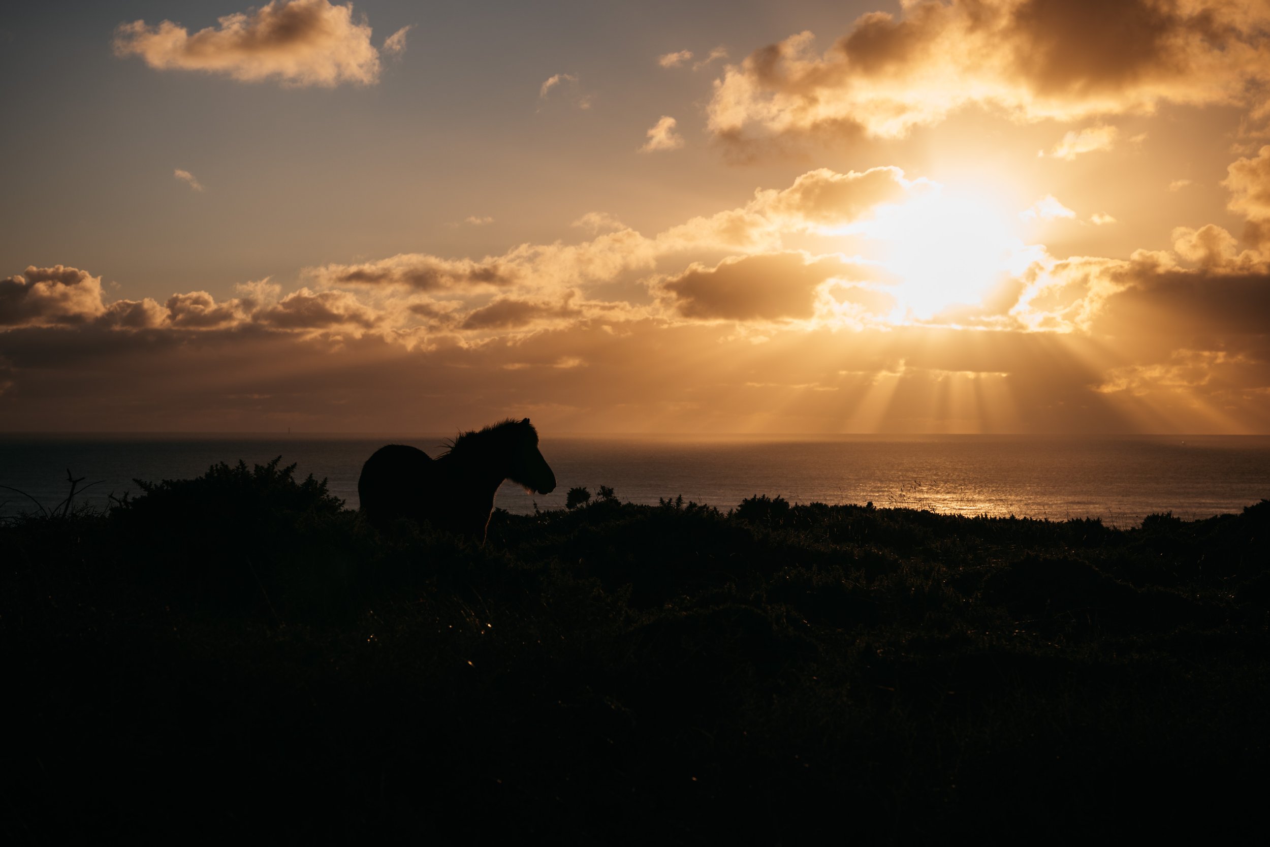  These hardy ponies graze on the cliff tops 